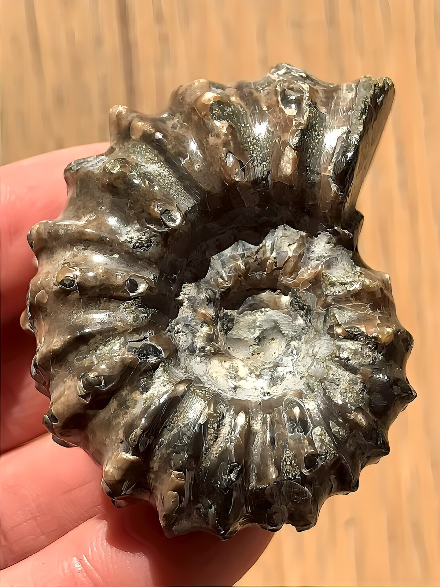 マダガスカル産　アンモナイト化石（ドウビレイセラス）欠け剥がれ少ない美品 - 画像 (9)