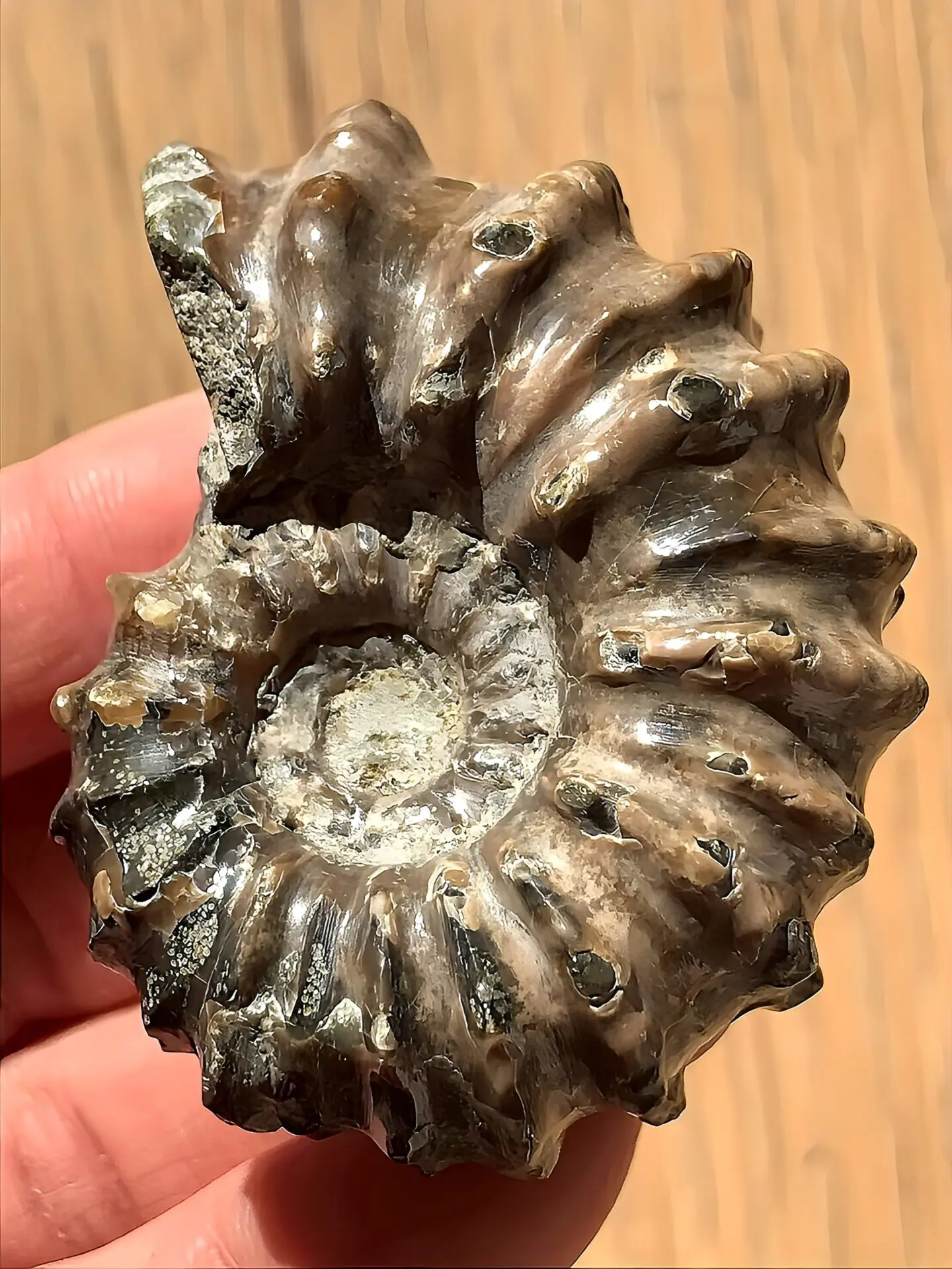 マダガスカル産直輸入 アンモナイト化石 プゾシア青遊色稀少個体 | 虹