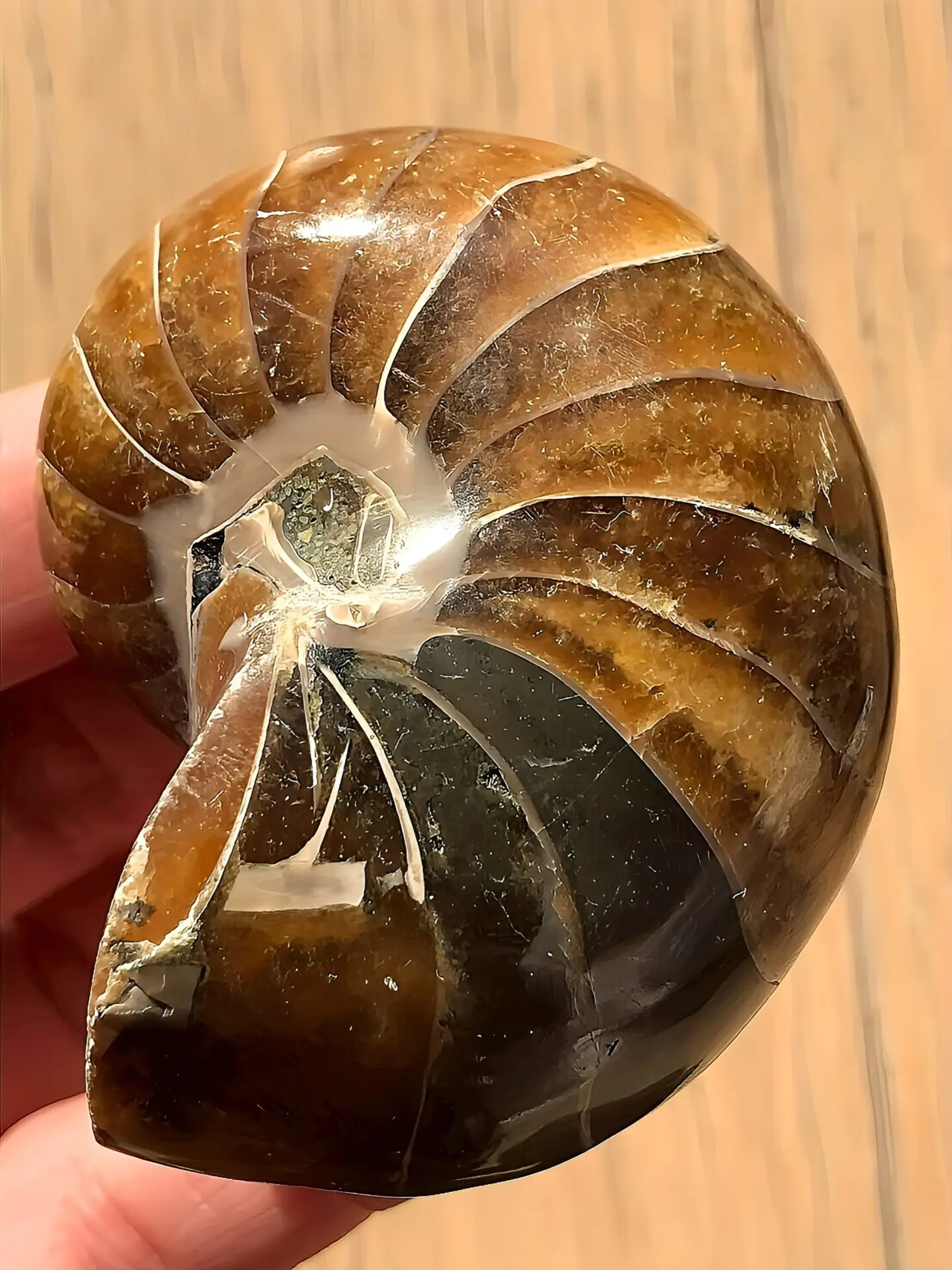 新入荷〉マダガスカル産 オウムガイ化石（ノーチラス・アンモナイト）2