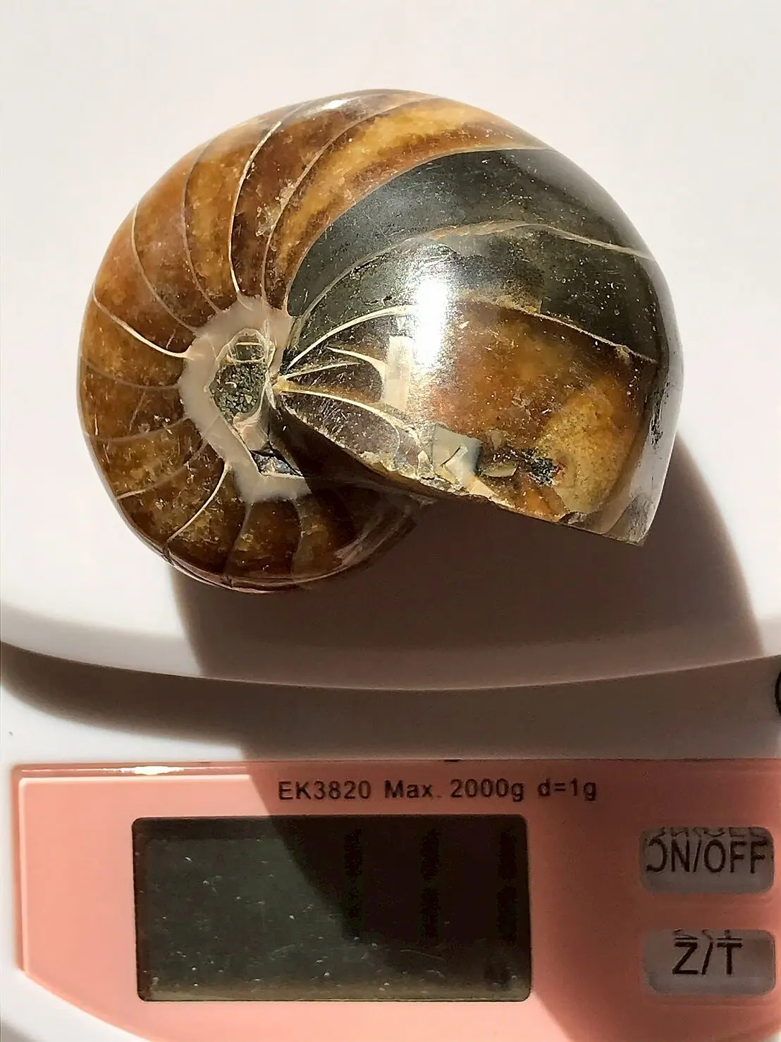 新入荷〉マダガスカル産 オウムガイ化石（ノーチラス・アンモナイト）2