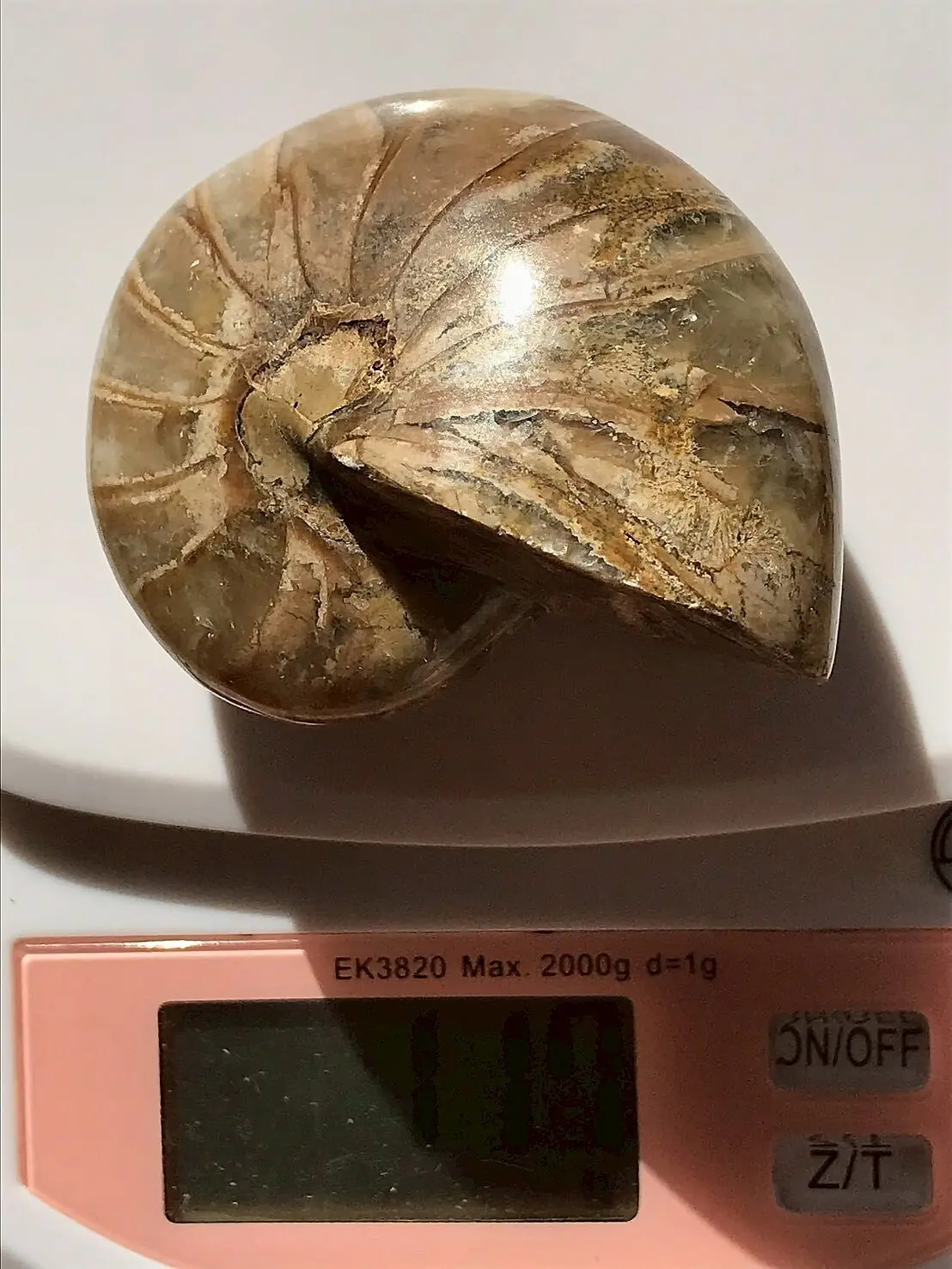 新入荷〉マダガスカル産 オウムガイ化石（ノーチラス・アンモナイト）2