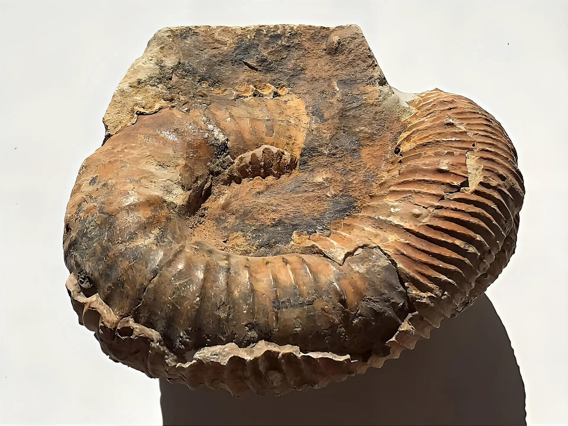 新入荷〉マダガスカル産 アンモナイト化石（ノストセラス）オレンジ