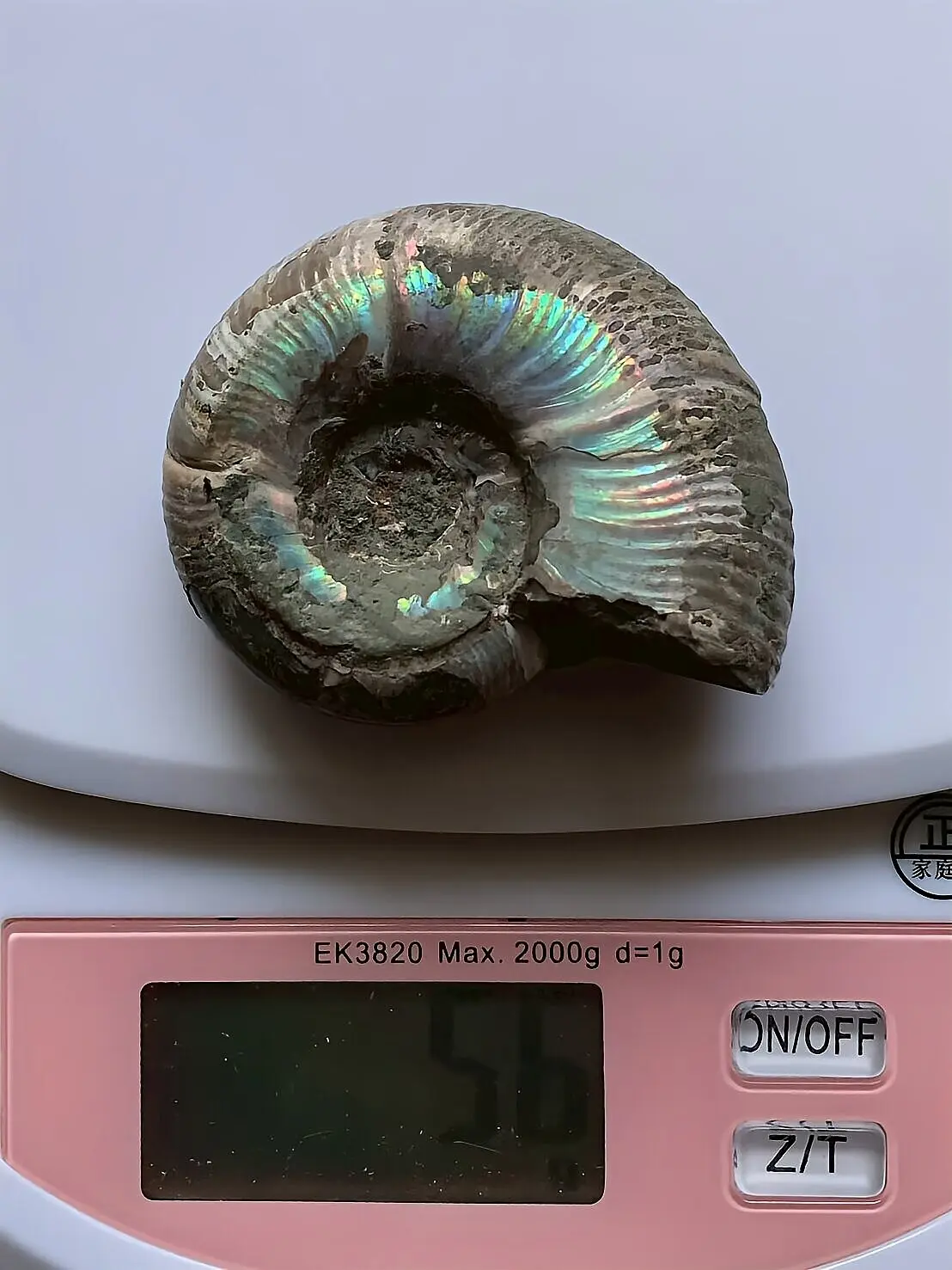 マダガスカル産直輸入 アンモナイト化石 プゾシア遊色青ピンク稀少個体