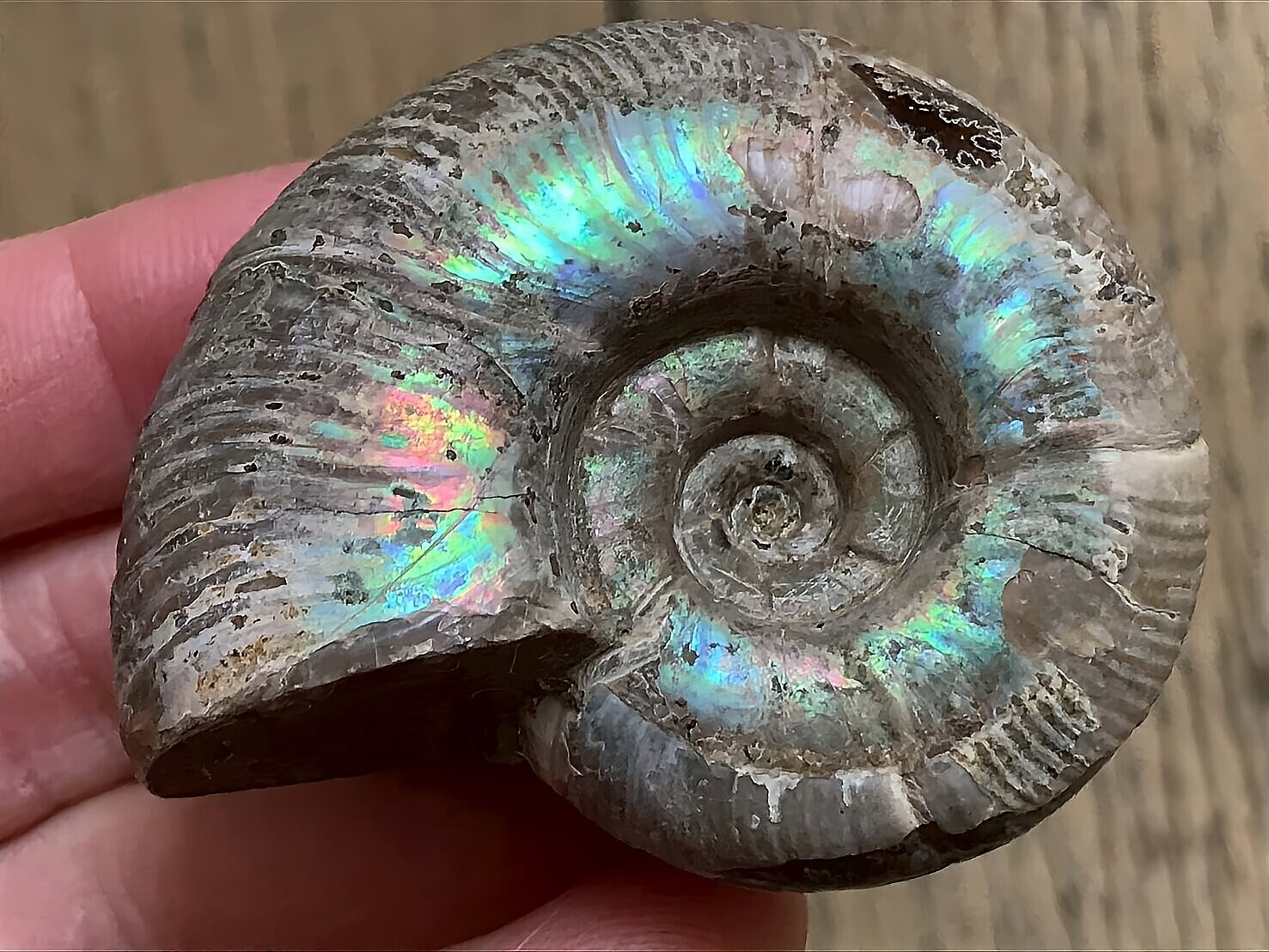 マダガスカル産直輸入 アンモナイト化石 プゾシア遊色青ピンク稀少個体 遊色鮮明