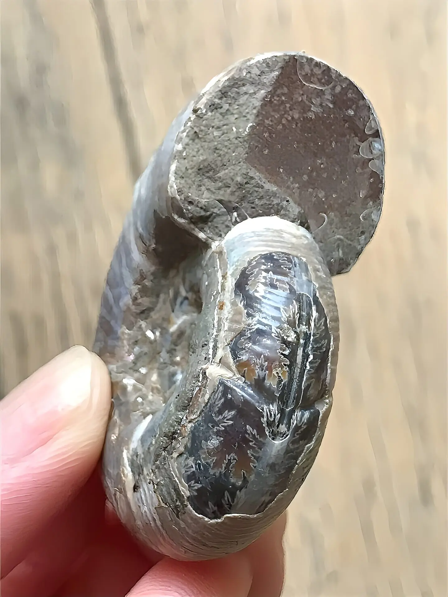 マダガスカル産直輸入 アンモナイト化石 プゾシア遊色青ピンク稀少個体