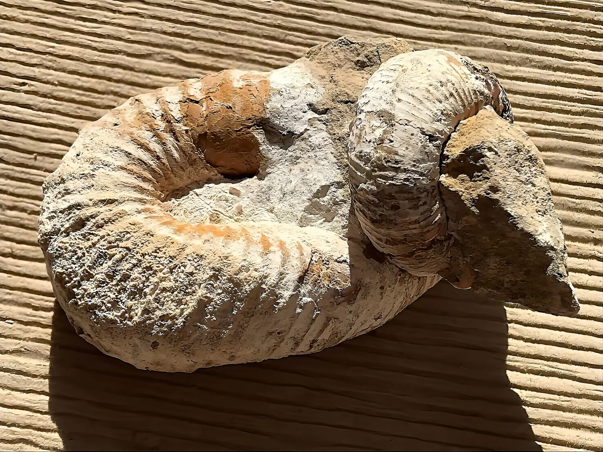 マダガスカル産 アンモナイト化石（ノストセラス）母岩つき 稀少 | 虹