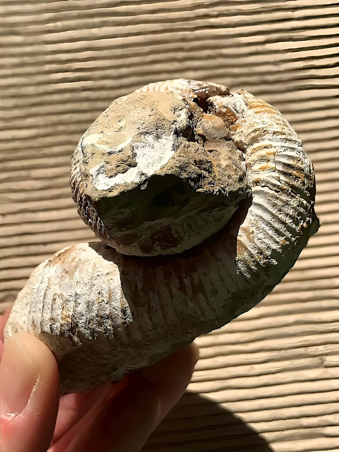 マダガスカル産 アンモナイト化石（ノストセラス）母岩つき 稀少 | 虹