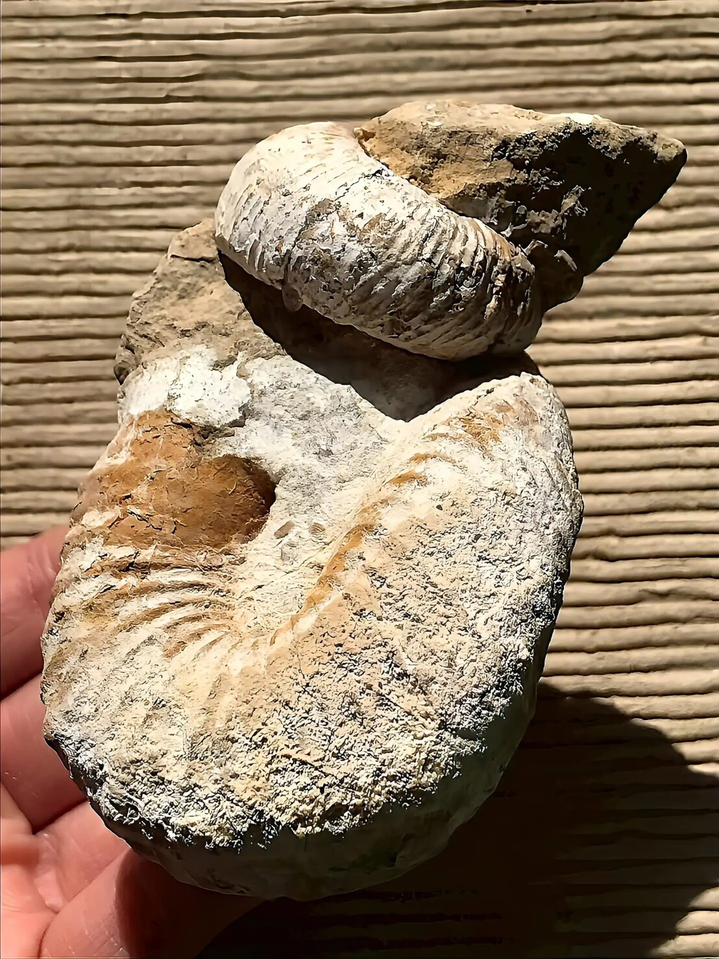 マダガスカル産 アンモナイト化石（ノストセラス）母岩つき 稀少 | 虹