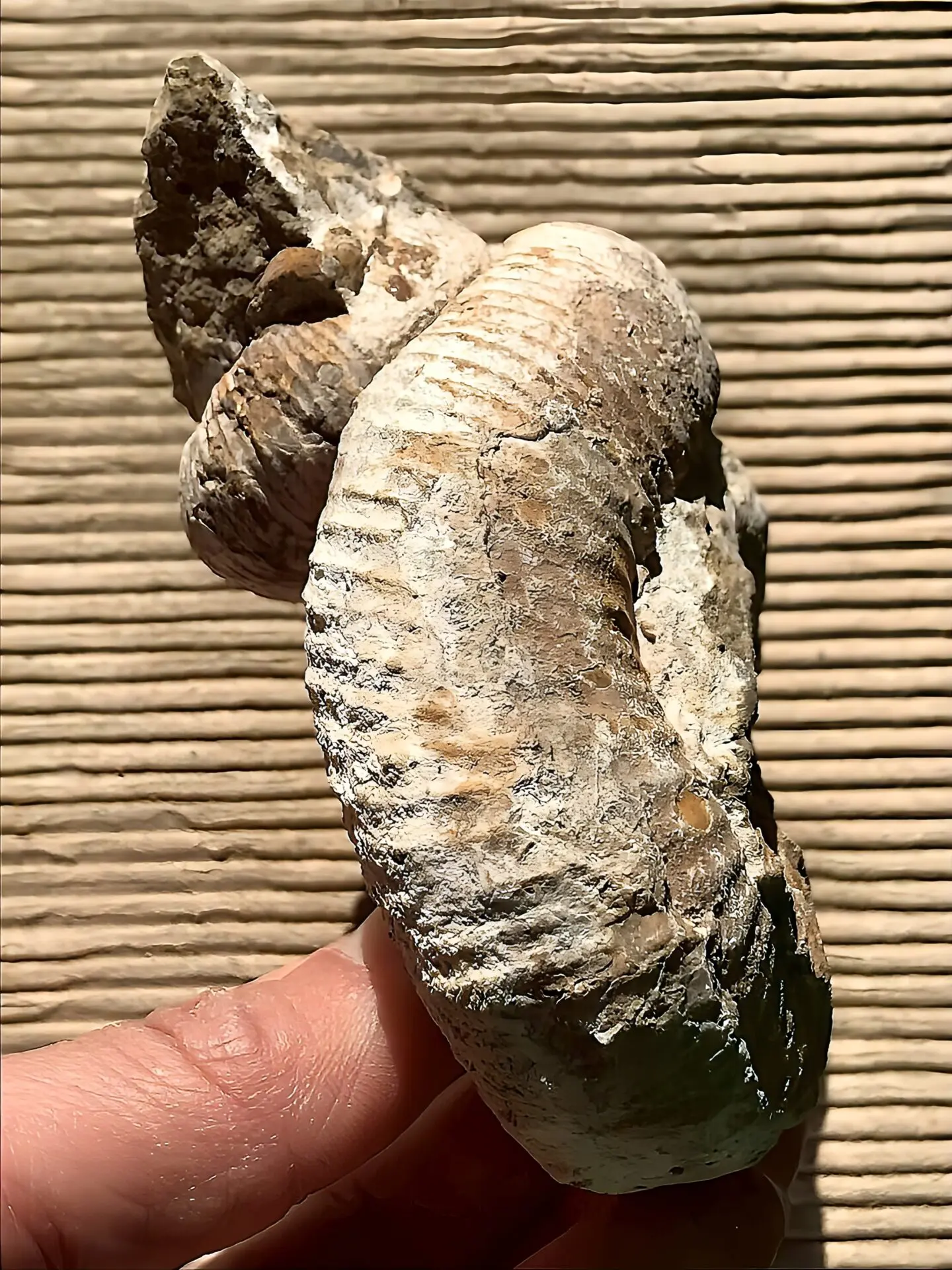 マダガスカル産 アンモナイト化石（ノストセラス）母岩つき 稀少 | 虹