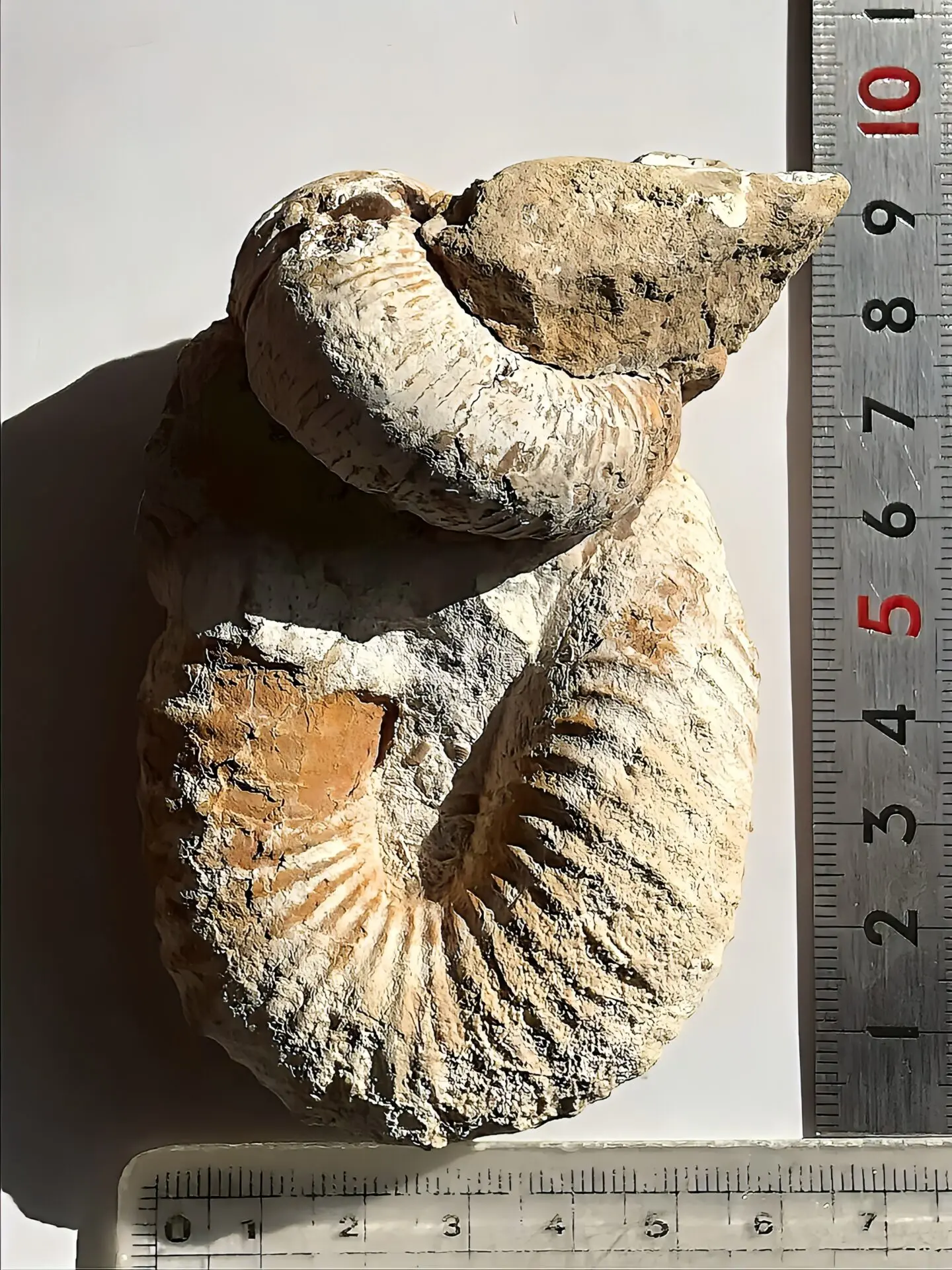 マダガスカル産 アンモナイト化石（ノストセラス）母岩つき 稀少 | 虹