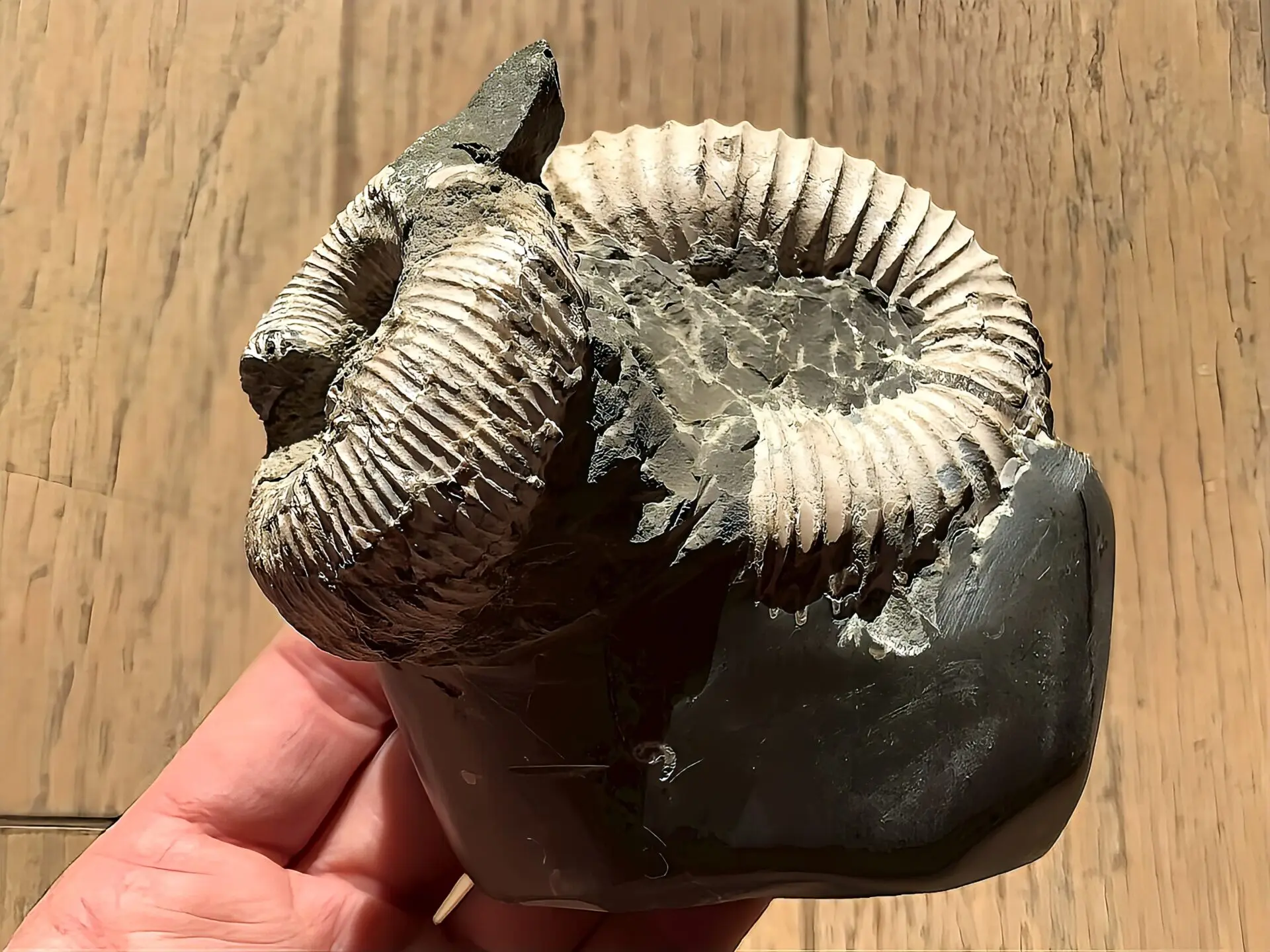 マダガスカル産　アンモナイト化石（ノストセラス）母岩なし　稀少 マダガスカル産 アンモナイト化石（ノストセラス白）母岩つき 稀少