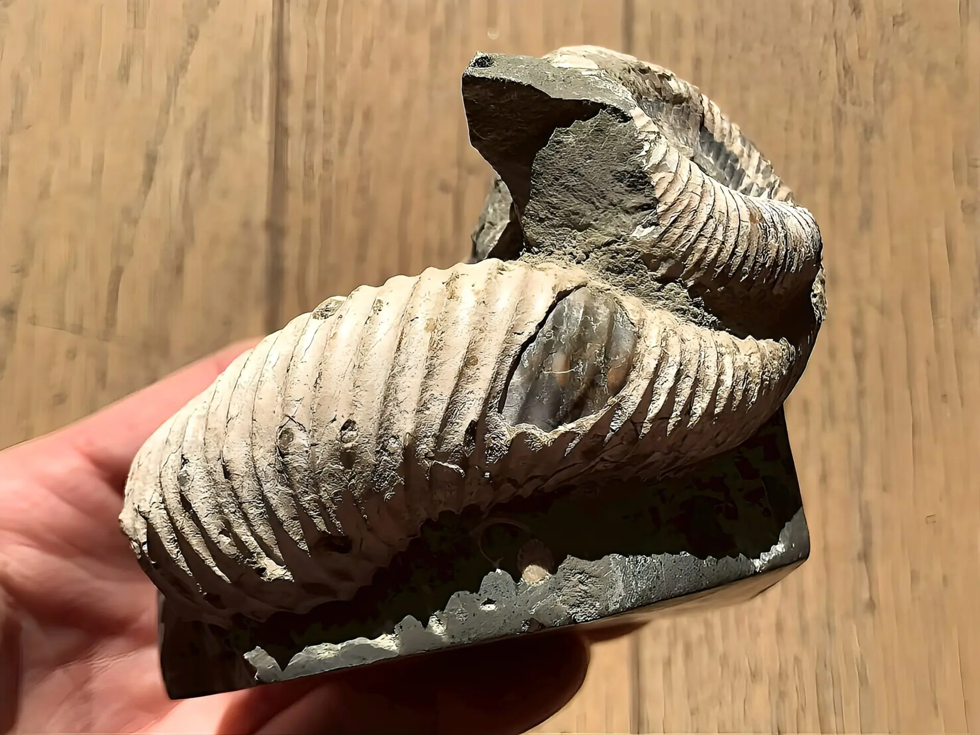 マダガスカル産 アンモナイト化石（ノストセラス白）母岩つき 稀少