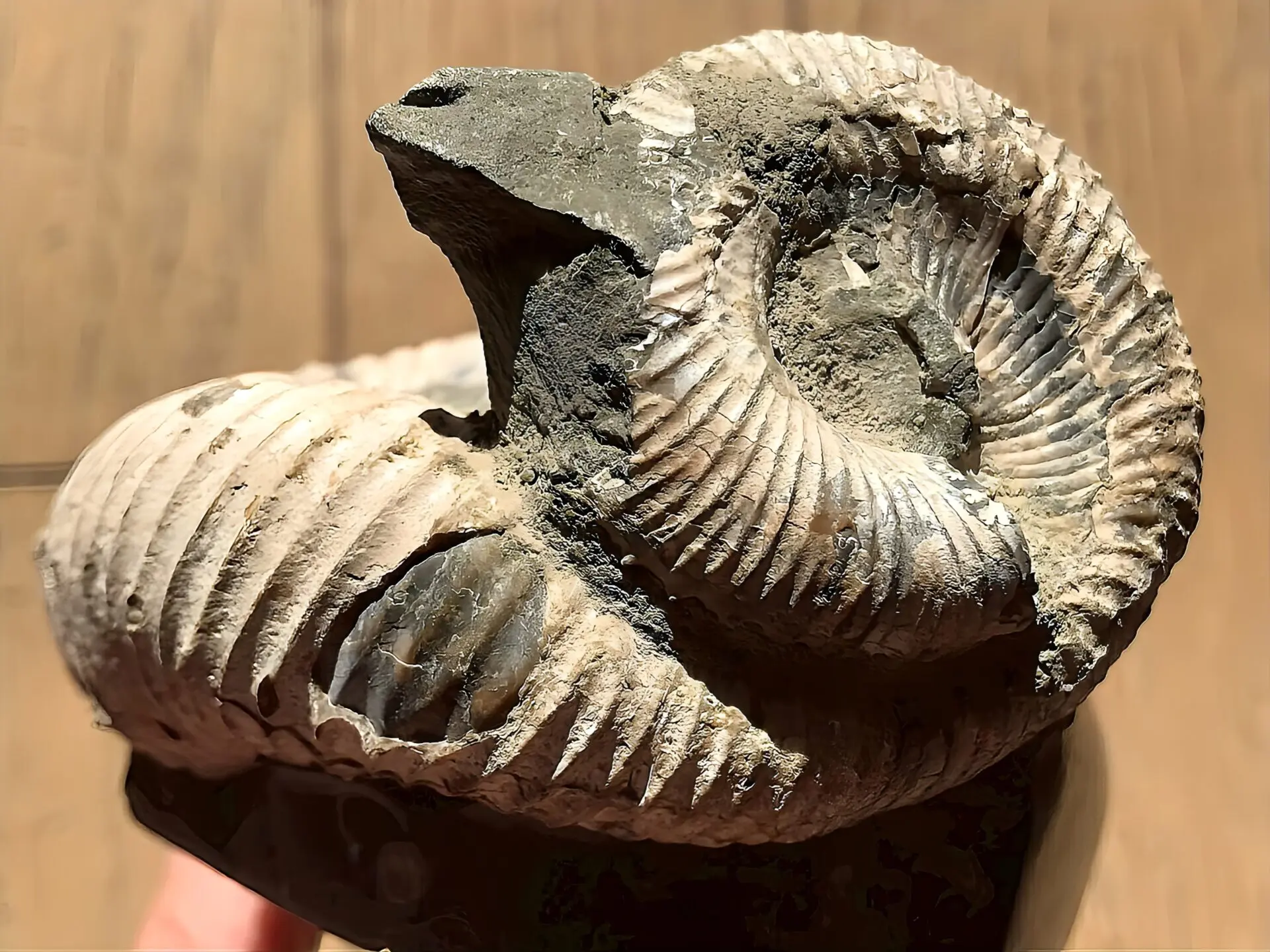 マダガスカル産 アンモナイト化石（ノストセラス白）母岩つき 稀少