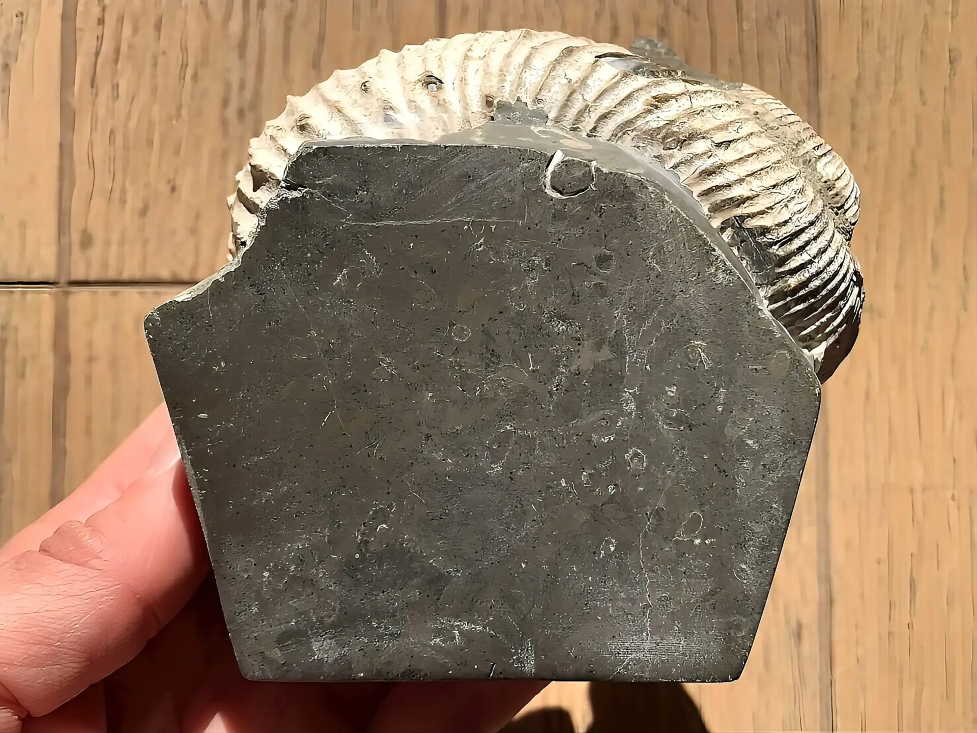 マダガスカル産 アンモナイト化石（ノストセラス白）母岩つき 稀少