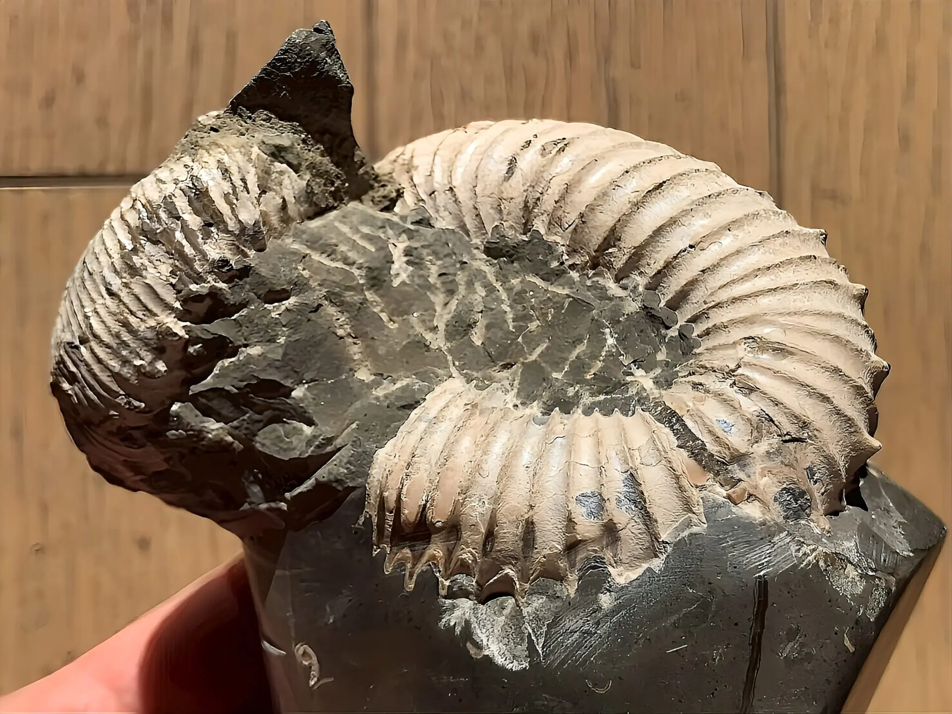 【限定価格】マダガスカル産　異常巻きアンモナイト化石（ノストセラス）　稀少 マダガスカル産 アンモナイト化石（ノストセラス白）母岩つき 稀少