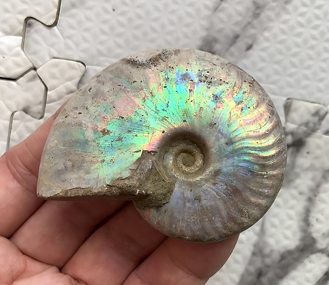 マダガスカル産 遊色虹色アンモナイト青(クレオニセラス)青紫緑発色 中サイズ