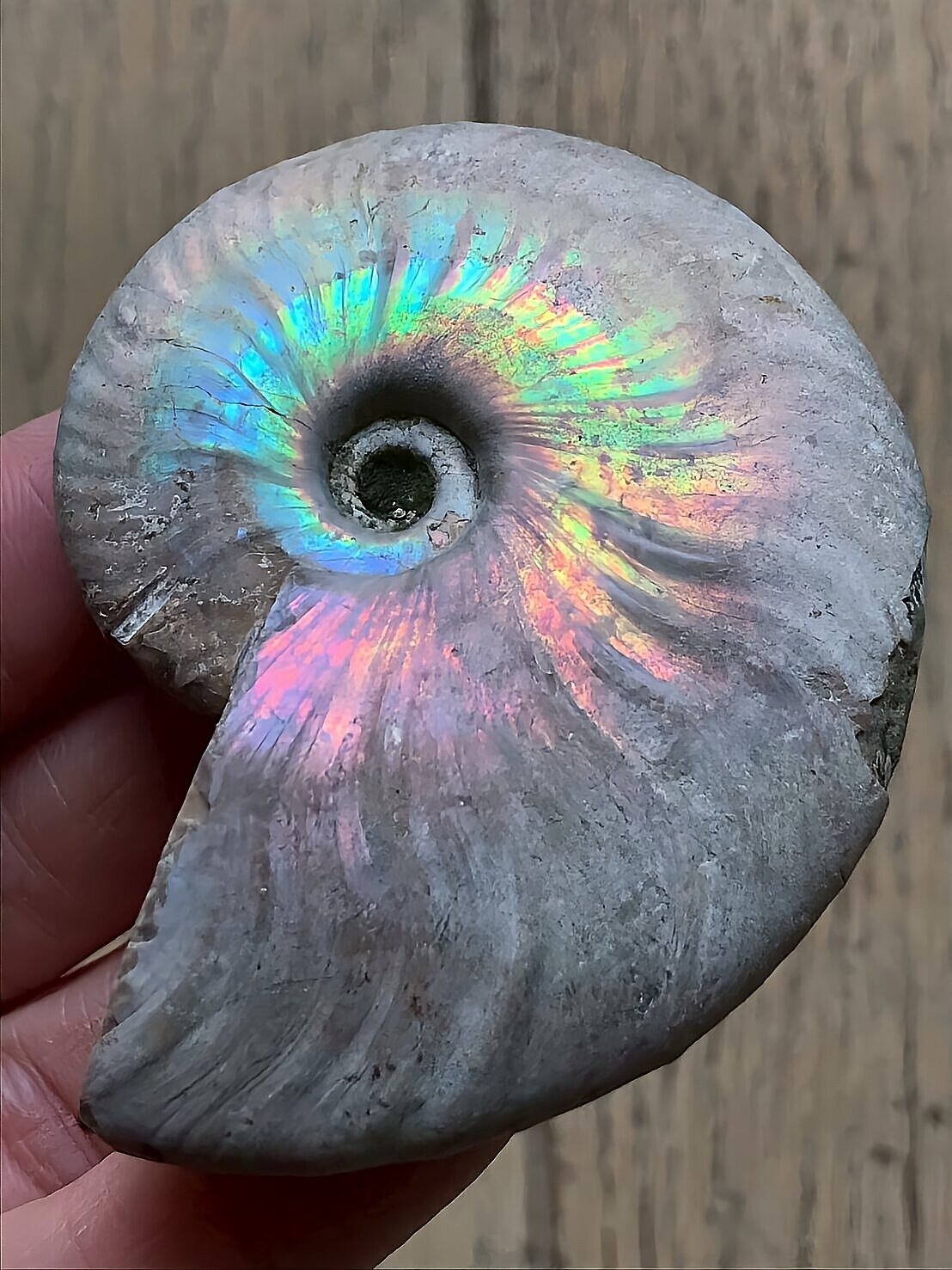 マダガスカル産 遊色虹色アンモナイト青(クレオニセラス)ピンク黄色緑青発色 中サイズ - 画像 (10)