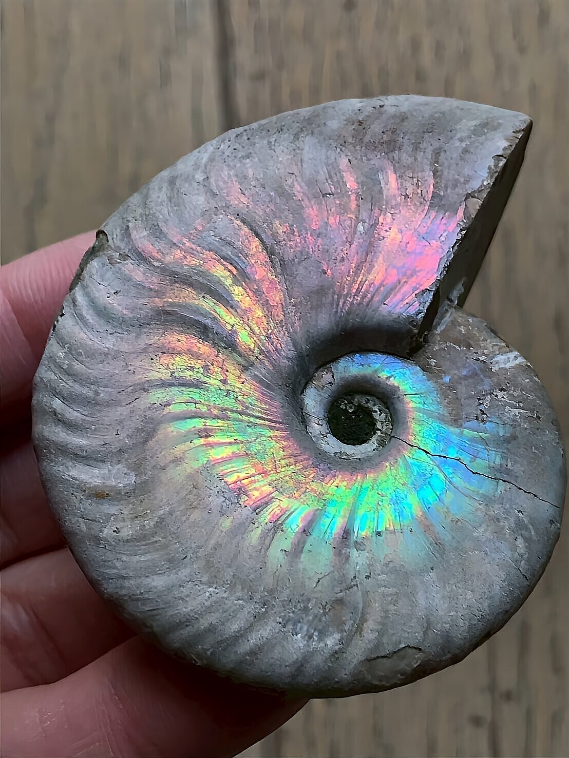 マダガスカル産 遊色虹色アンモナイト青(クレオニセラス)ピンク黄色緑青発色 中サイズ - 画像 (11)