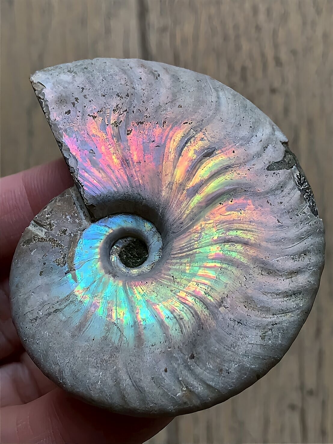 マダガスカル産 遊色虹色アンモナイト青(クレオニセラス)ピンク黄色緑青発色 中サイズ