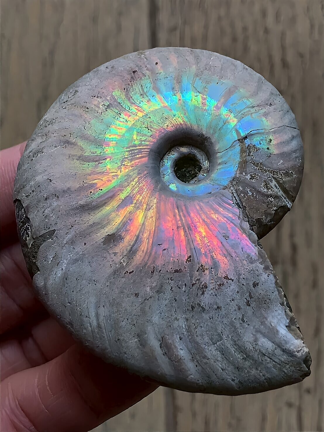 マダガスカル産 遊色虹色アンモナイト青(クレオニセラス)ピンク黄色緑青発色 中サイズ - 画像 (7)