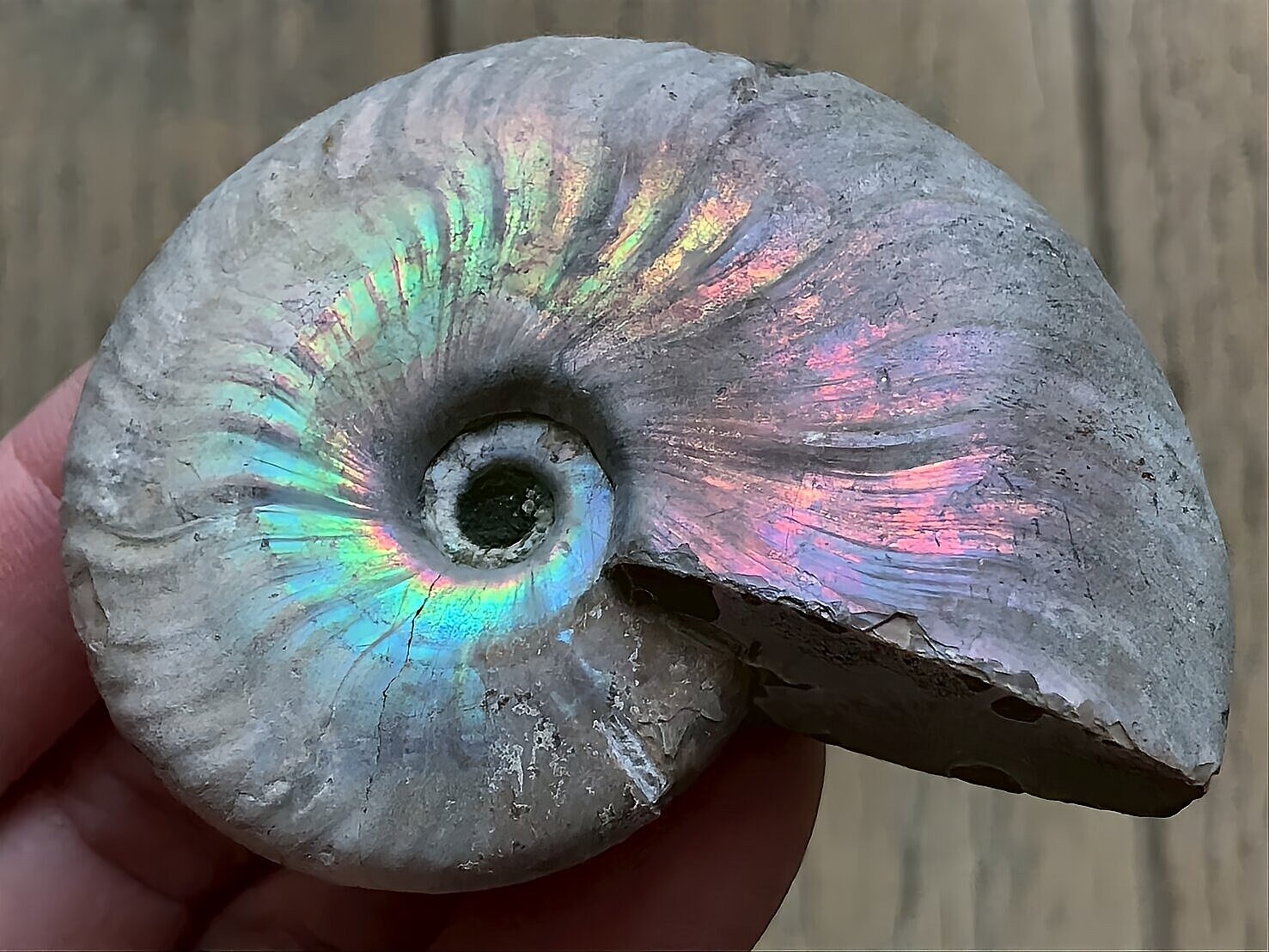 マダガスカル産 遊色虹色アンモナイト青(クレオニセラス)ピンク黄色緑青発色 中サイズ - 画像 (5)