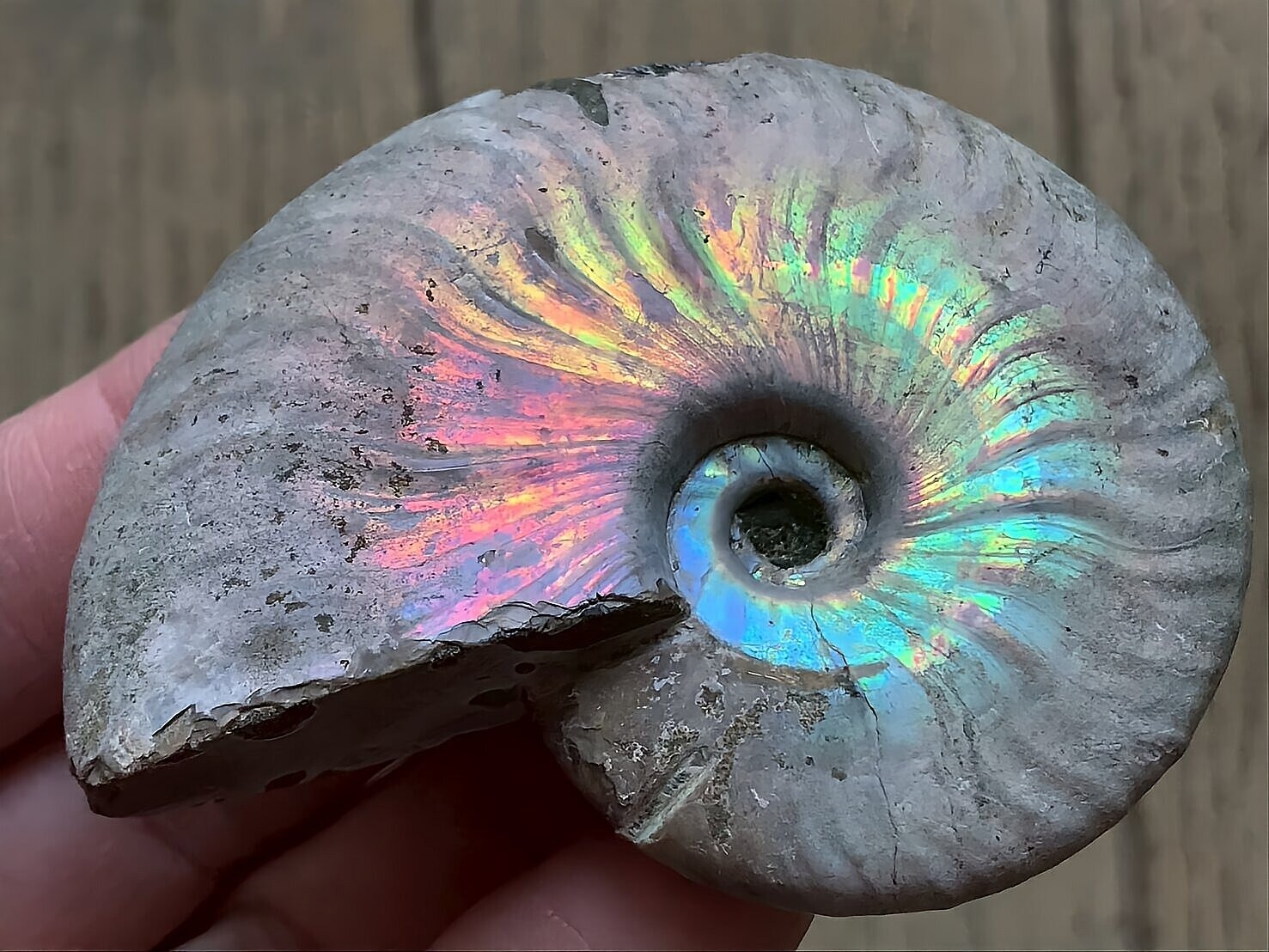 マダガスカル産 遊色虹色アンモナイト青(クレオニセラス)ピンク黄色緑青発色 中サイズ - 画像 (4)