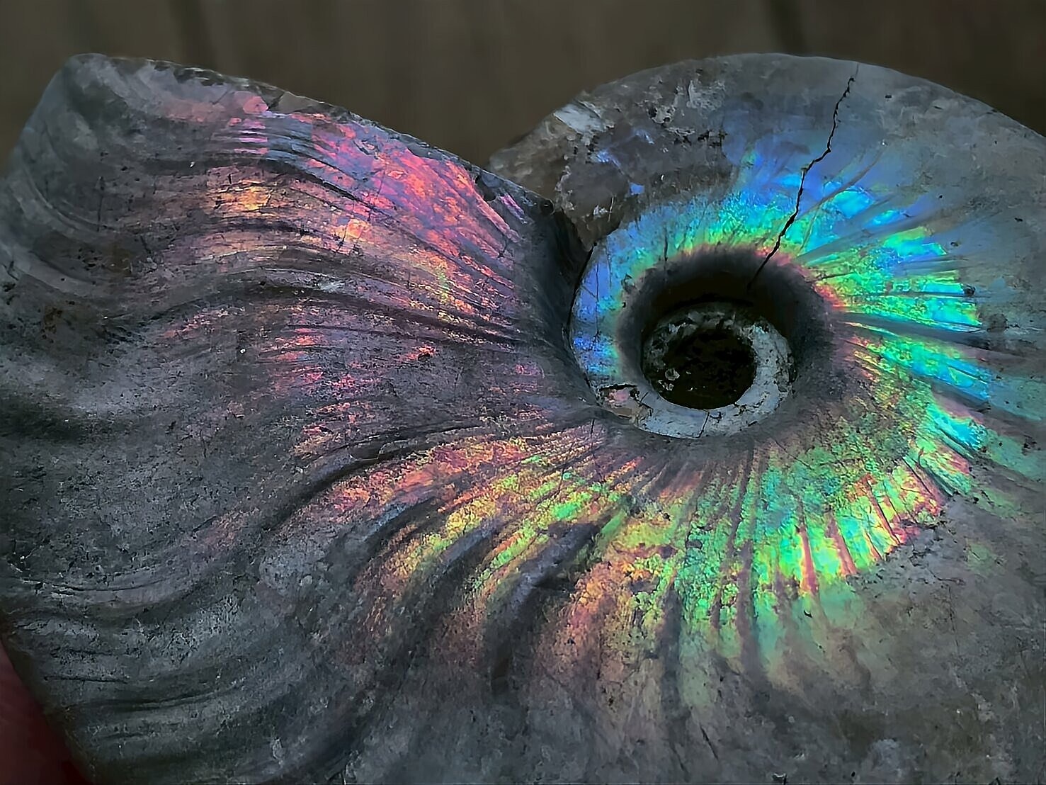 マダガスカル産 遊色虹色アンモナイト青(クレオニセラス)ピンク黄色緑青発色 中サイズ - 画像 (3)