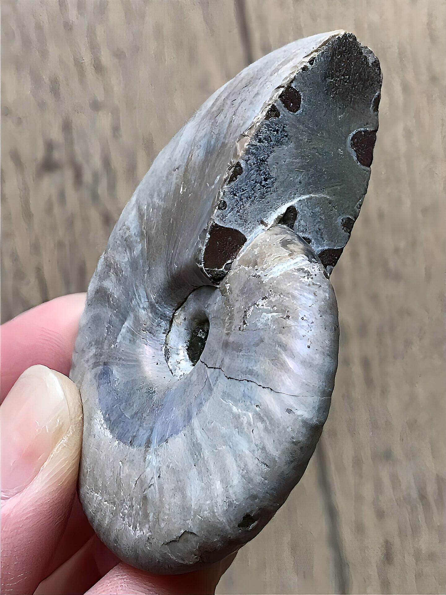 マダガスカル産 遊色虹色アンモナイト青(クレオニセラス)ピンク黄色緑青発色 中サイズ - 画像 (2)