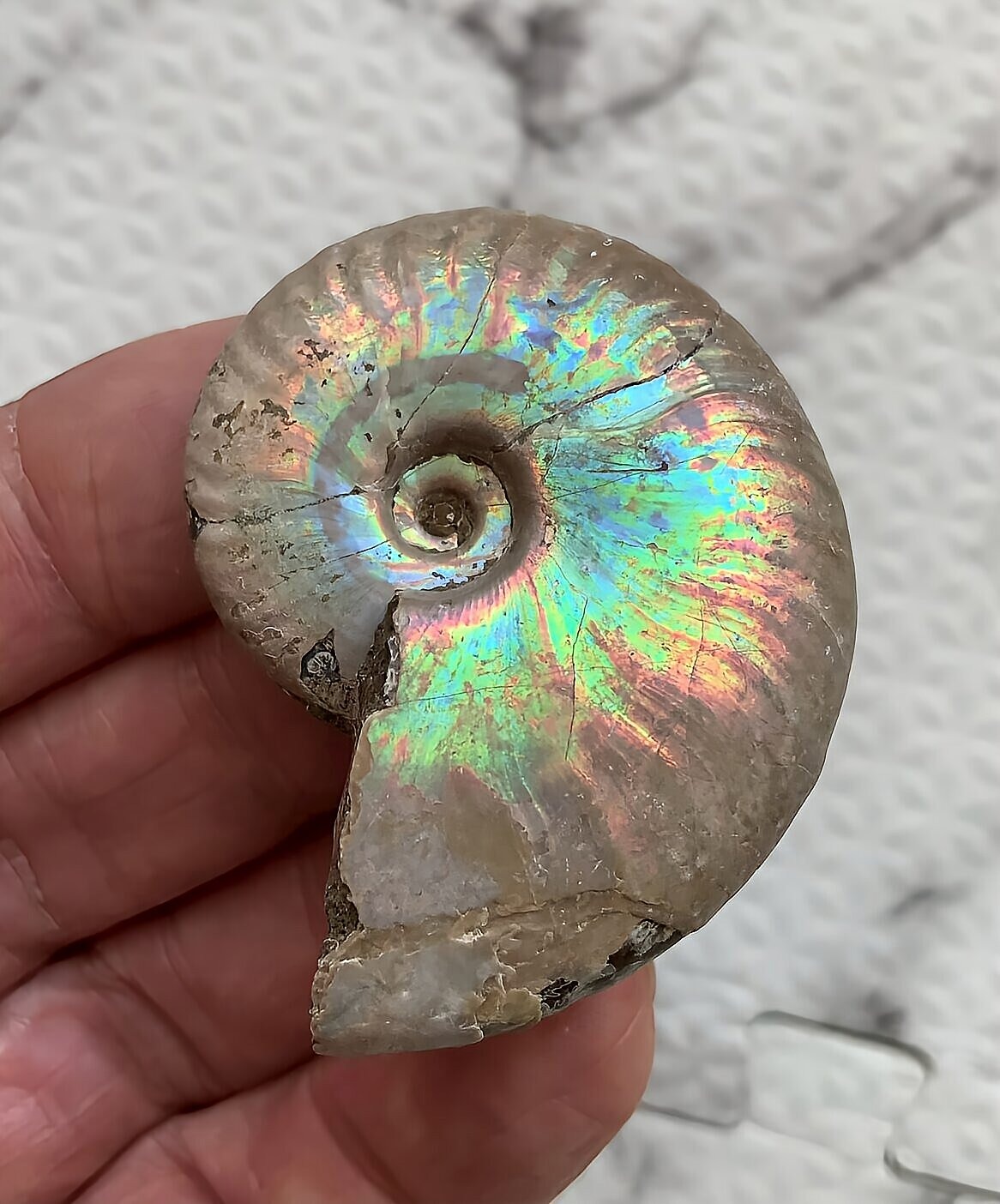 マダガスカル産 遊色虹色アンモナイト青(クレオニセラス)青紫緑発色 中サイズ