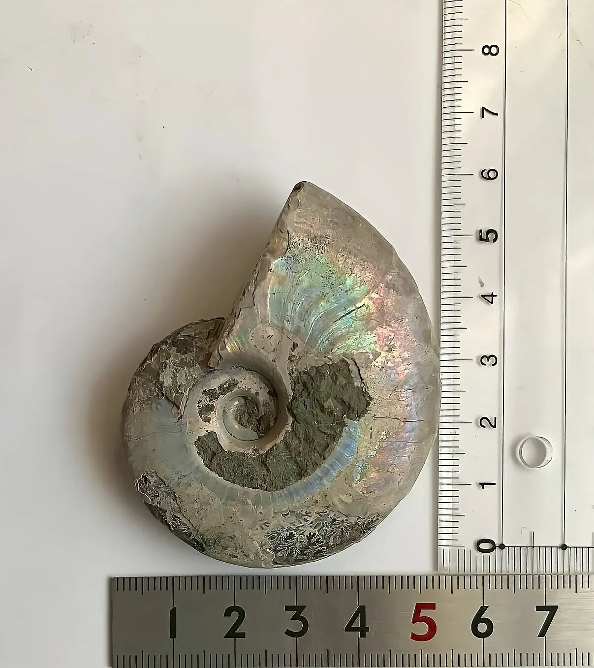 マダガスカル産 遊色虹色アンモナイト青（ビューダンティセラス）青緑