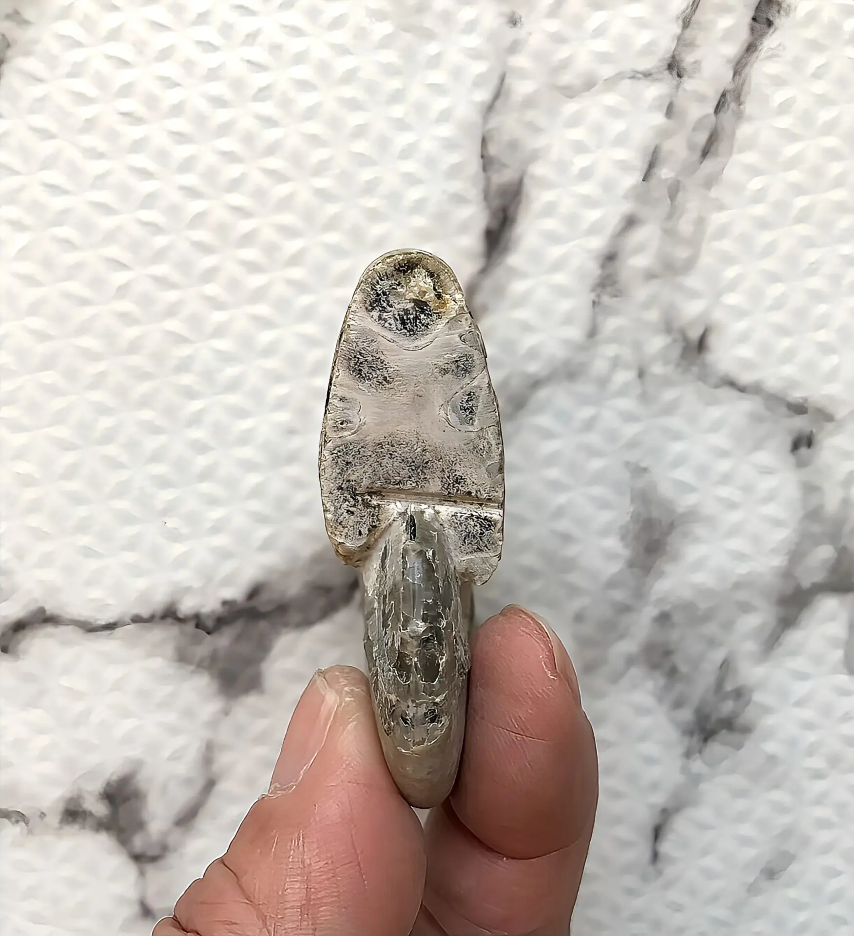 マダガスカル産 遊色虹色アンモナイト青（ビューダンティセラス）青緑