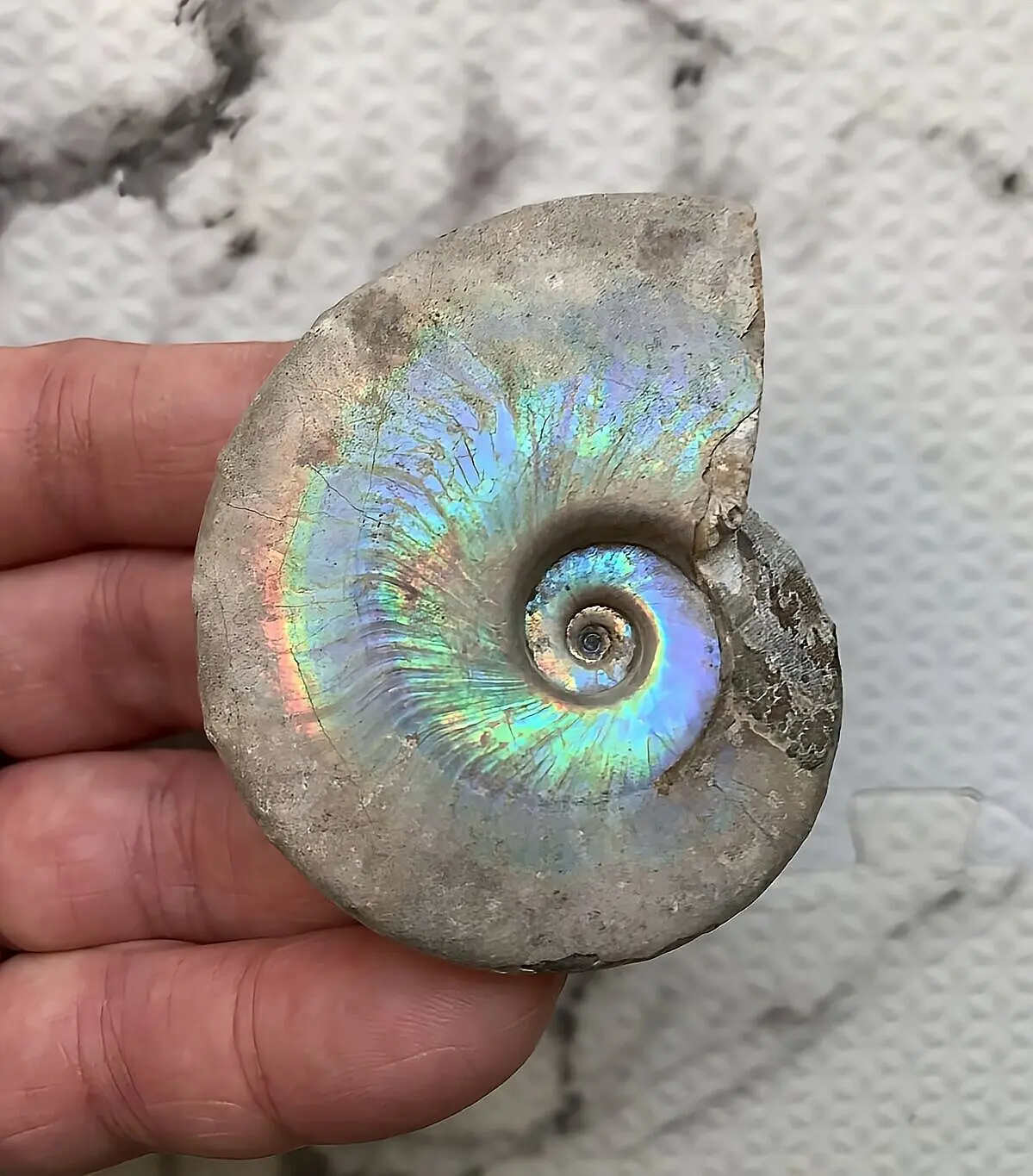 マダガスカル産 遊色虹色アンモナイト青（ビューダンティセラス）青緑