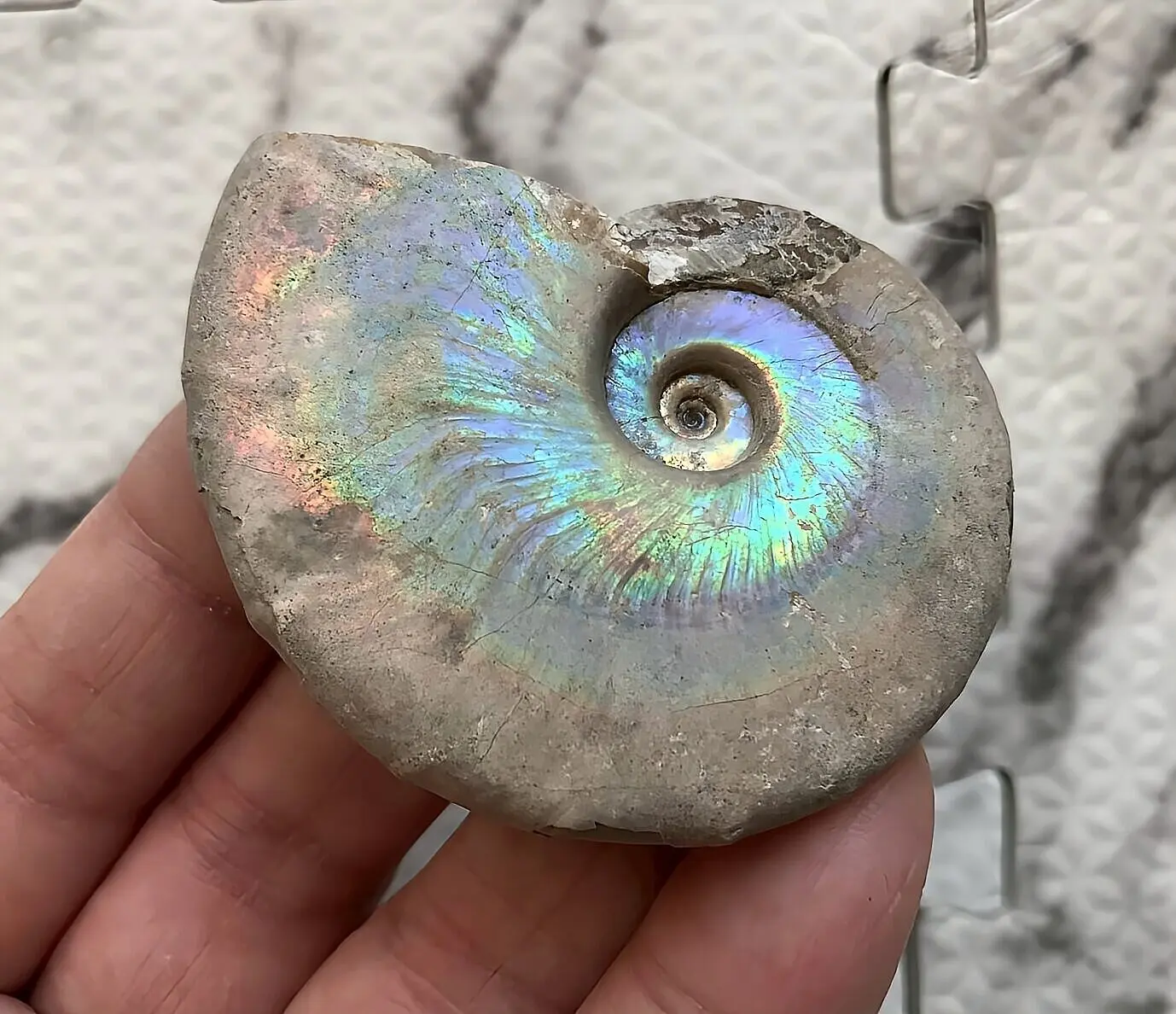 マダガスカル産 遊色虹色アンモナイト青（ビューダンティセラス）青緑