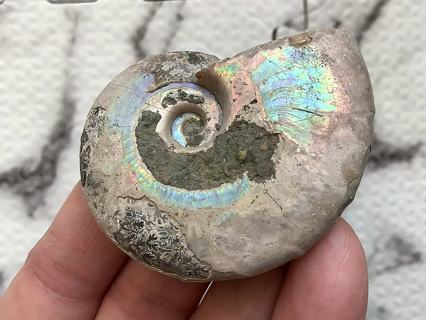 マダガスカル産 遊色虹色アンモナイト青（ビューダンティセラス）青緑