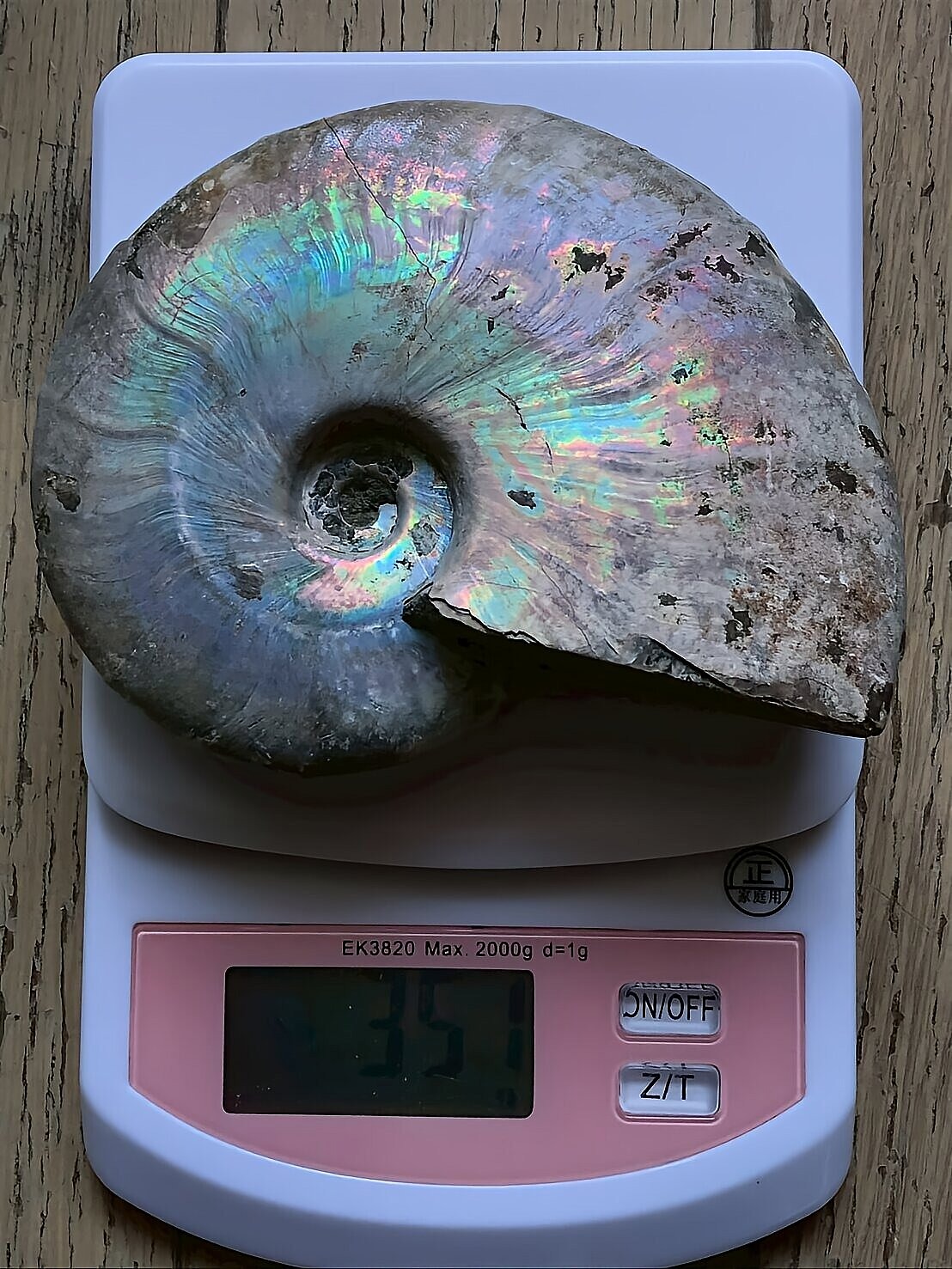 マダガスカル産 遊色虹色アンモナイト青（ビューダンティセラス）青紫