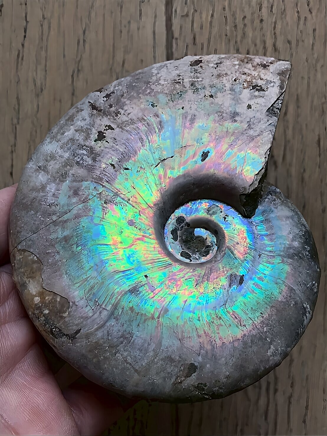 マダガスカル産 遊色虹色アンモナイト青(ビューダンティセラス)青紫緑ピンク発色