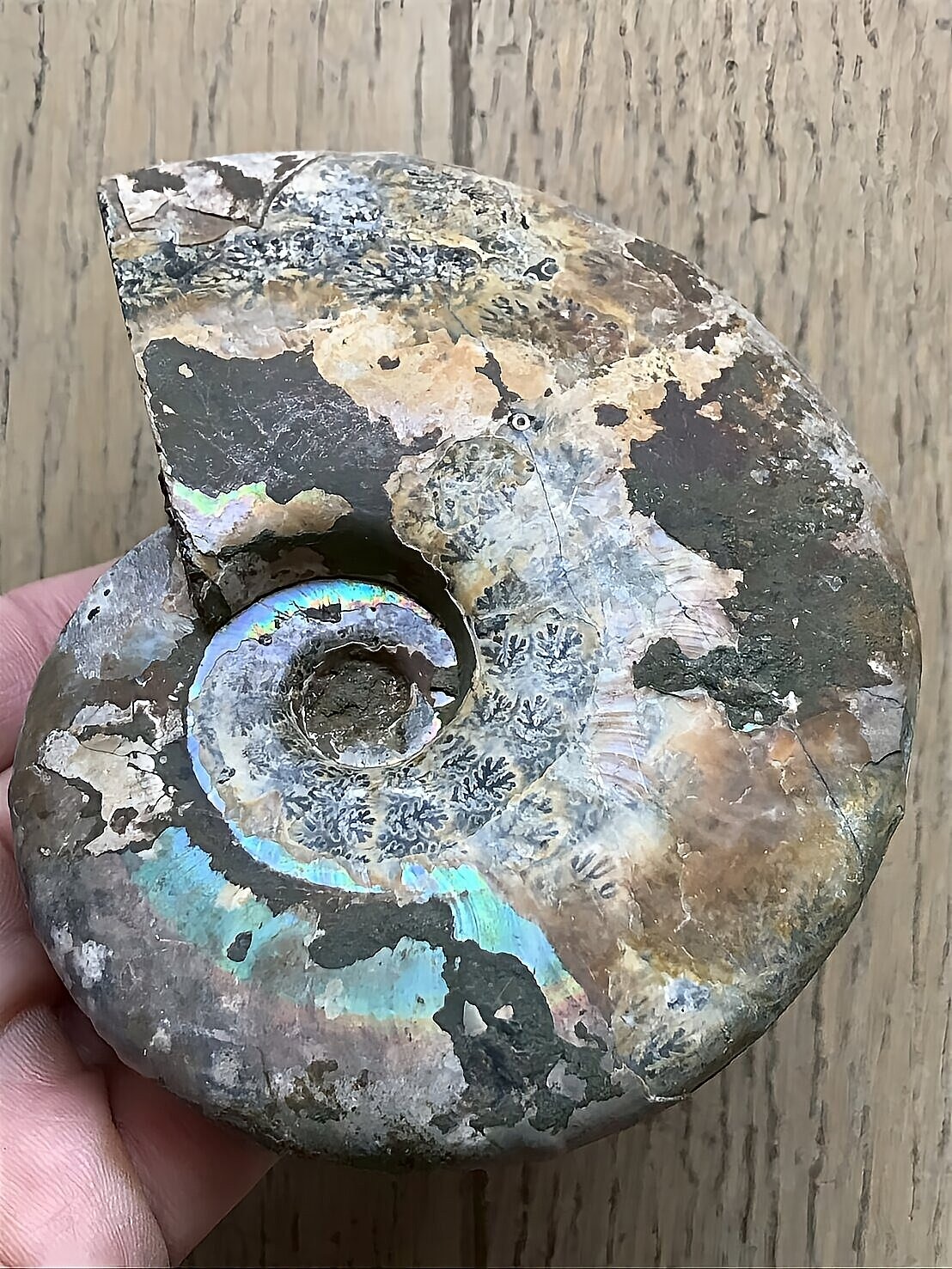 マダガスカル産 遊色虹色アンモナイト青（ビューダンティセラス）青紫