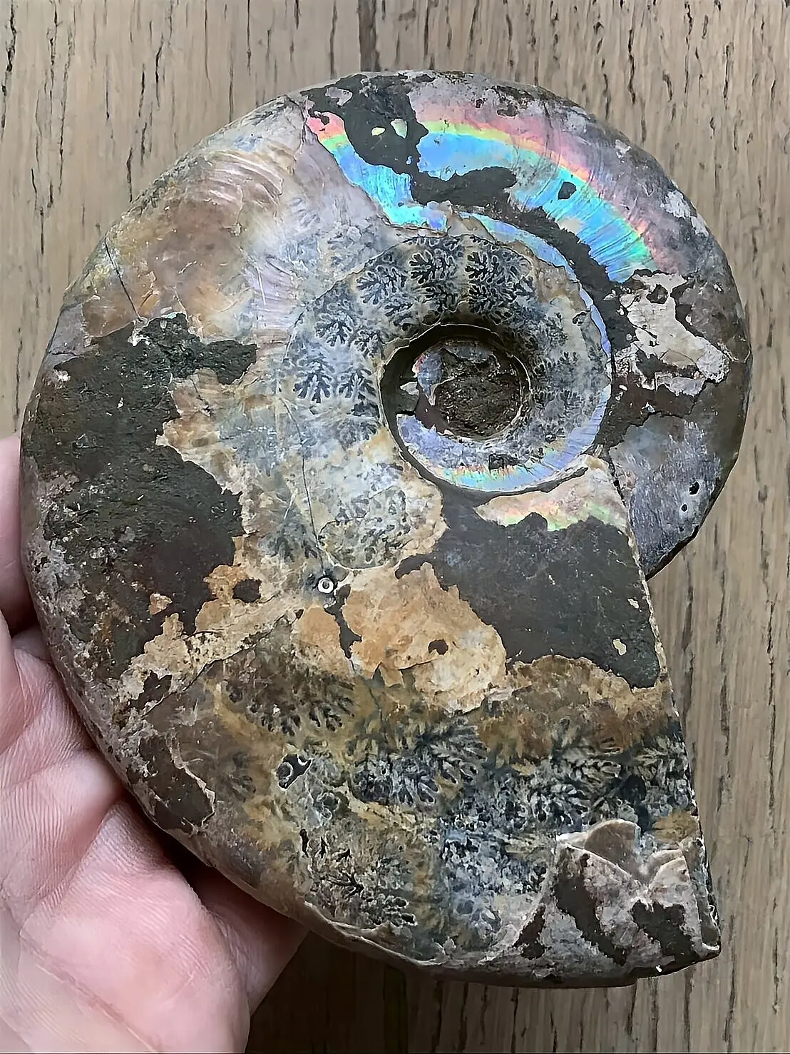 マダガスカル産 遊色虹色アンモナイト青（ビューダンティセラス）青紫