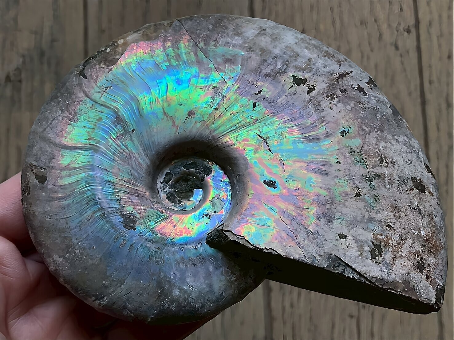 マダガスカル産 遊色虹色アンモナイト青（ビューダンティセラス）青紫