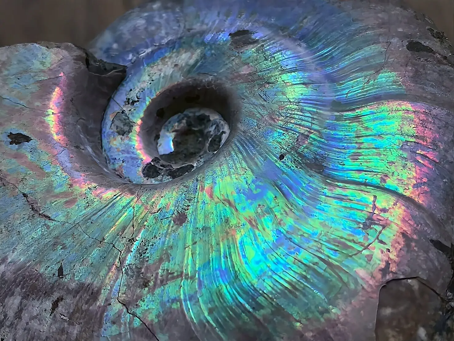 マダガスカル産 遊色虹色アンモナイト青（ビューダンティセラス）青紫