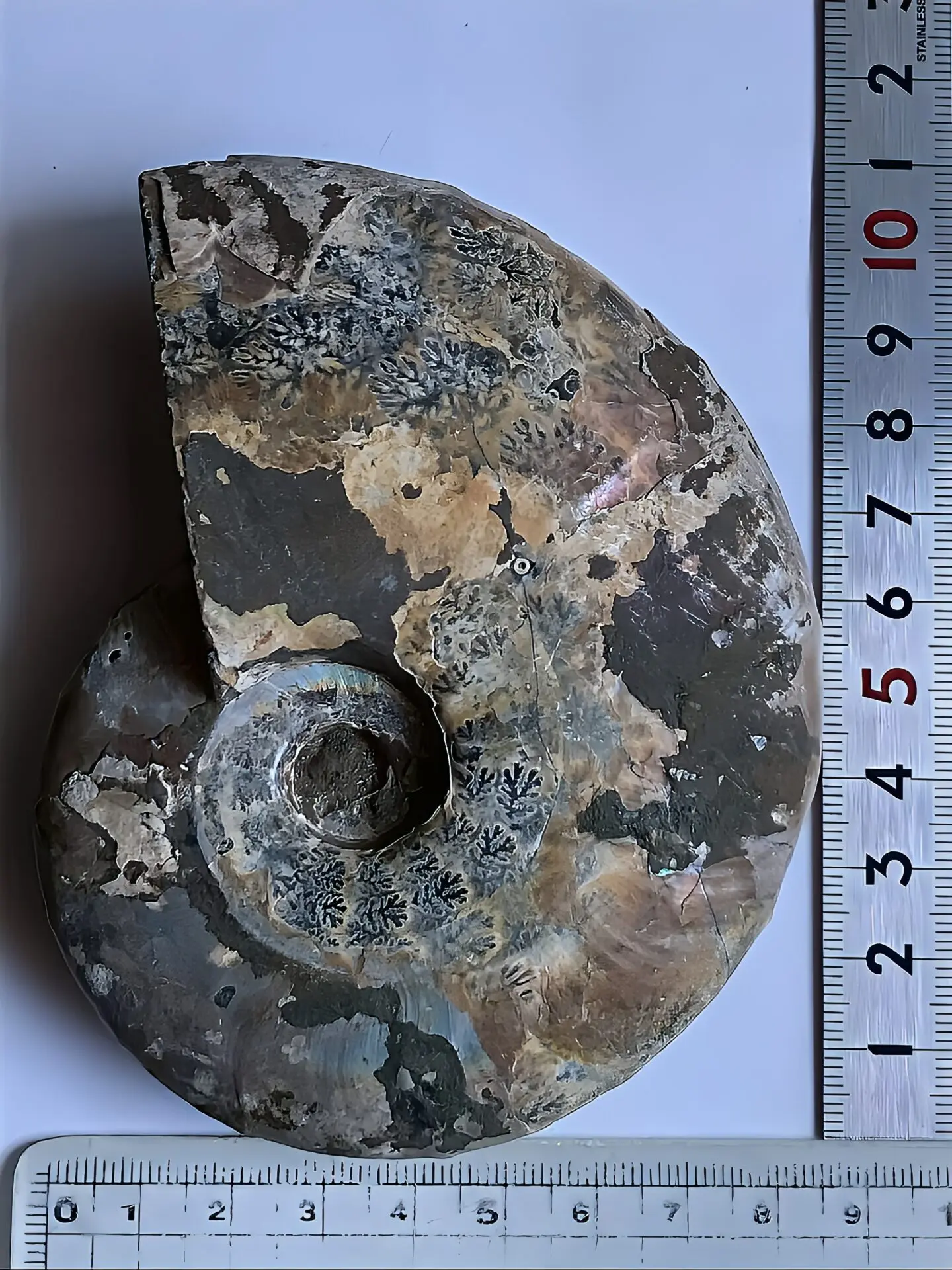 マダガスカル産 遊色虹色アンモナイト青（ビューダンティセラス）青紫