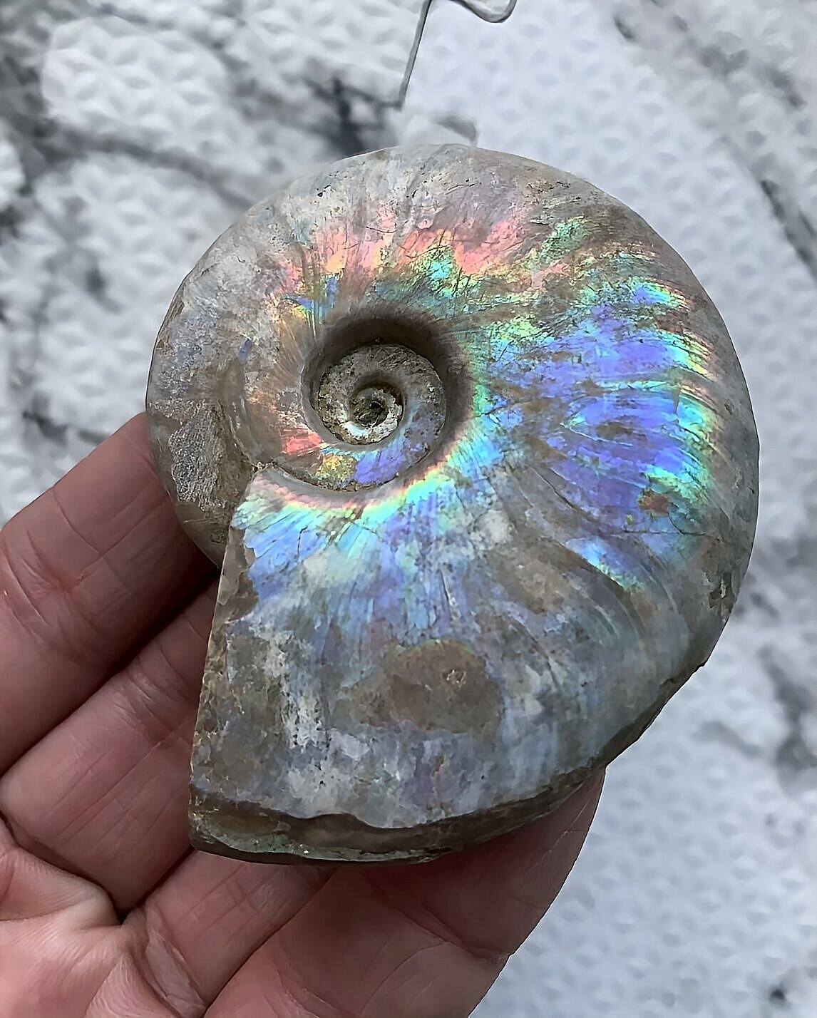 マダガスカル産 遊色虹色アンモナイト青(クレオニセラス)青紫緑発色 中サイズ