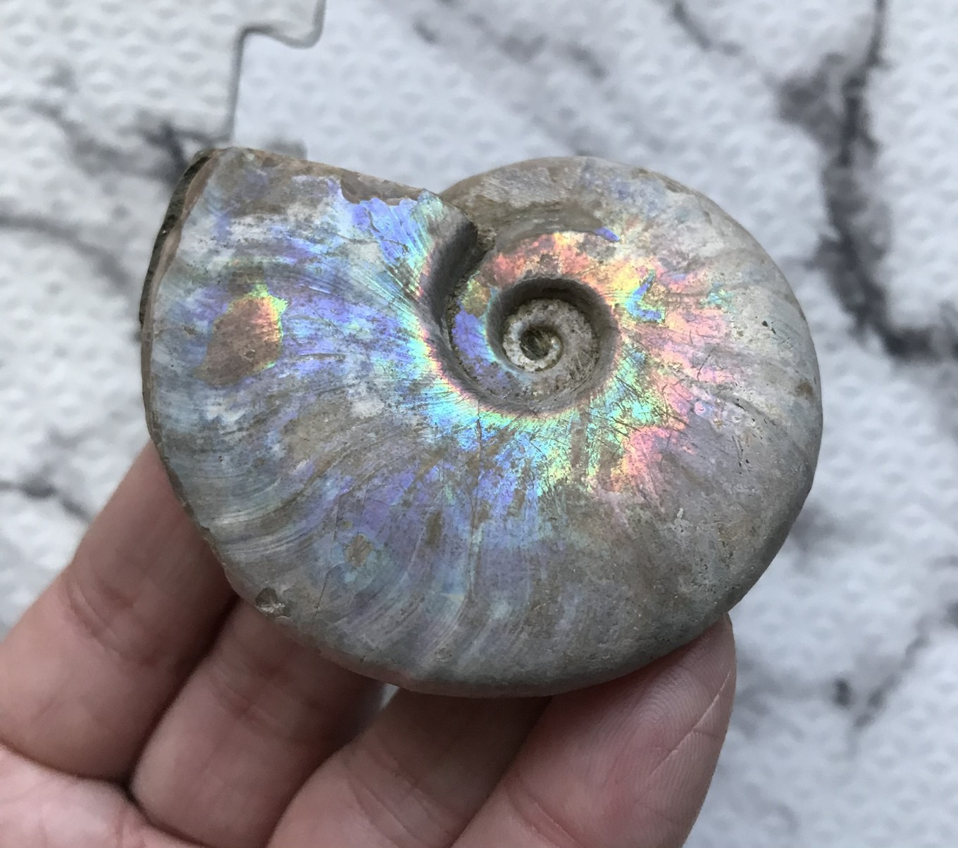 マダガスカル産 遊色虹色アンモナイト青(クレオニセラス)青紫緑発色 中サイズ - 画像 (11)