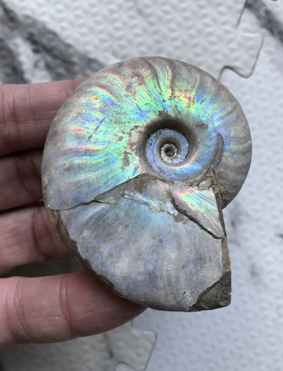 マダガスカル産 遊色虹色アンモナイト青(クレオニセラス)青紫緑発色 中サイズ - 画像 (12)