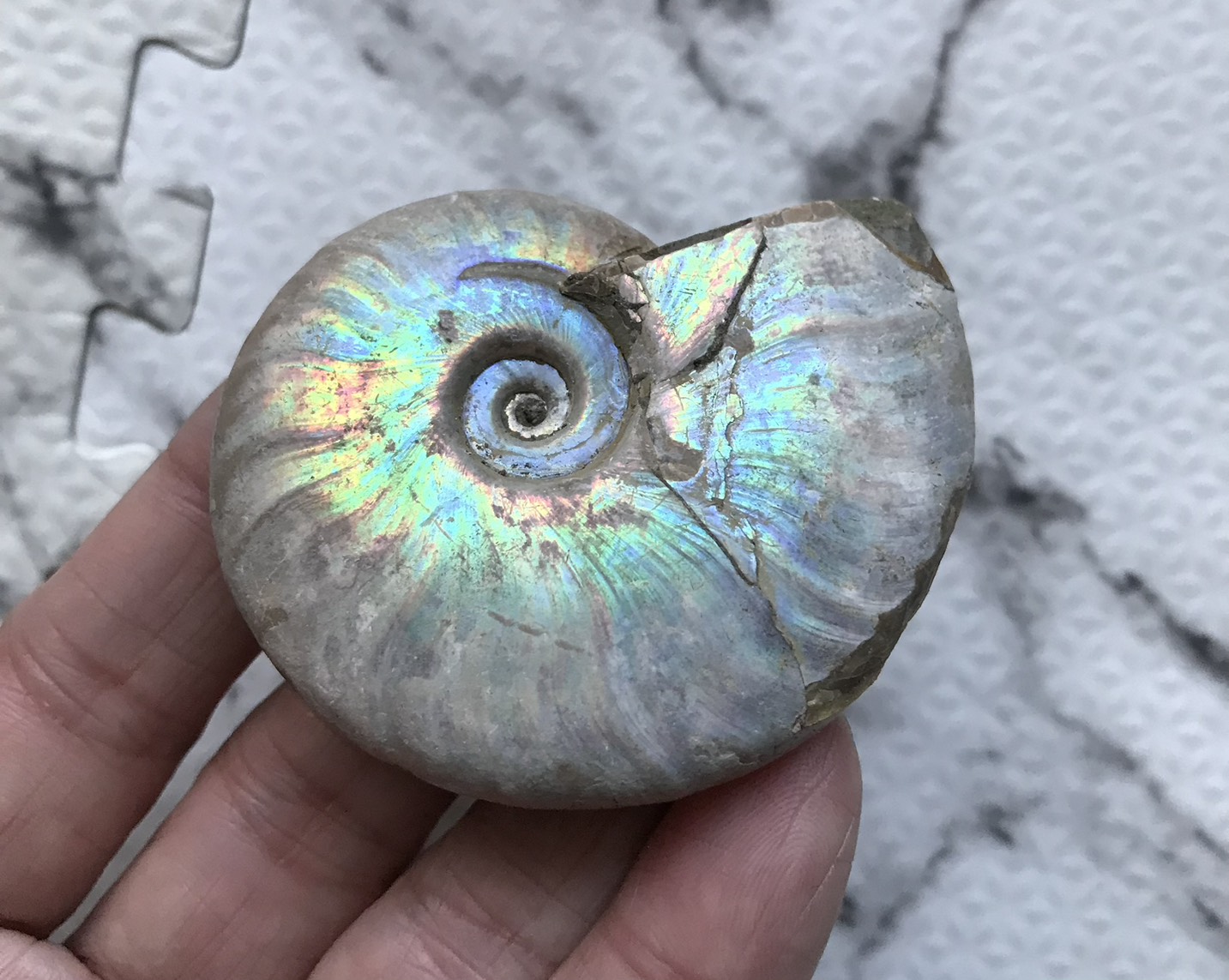 マダガスカル産 遊色虹色アンモナイト青(クレオニセラス)青紫緑発色 中サイズ - 画像 (13)