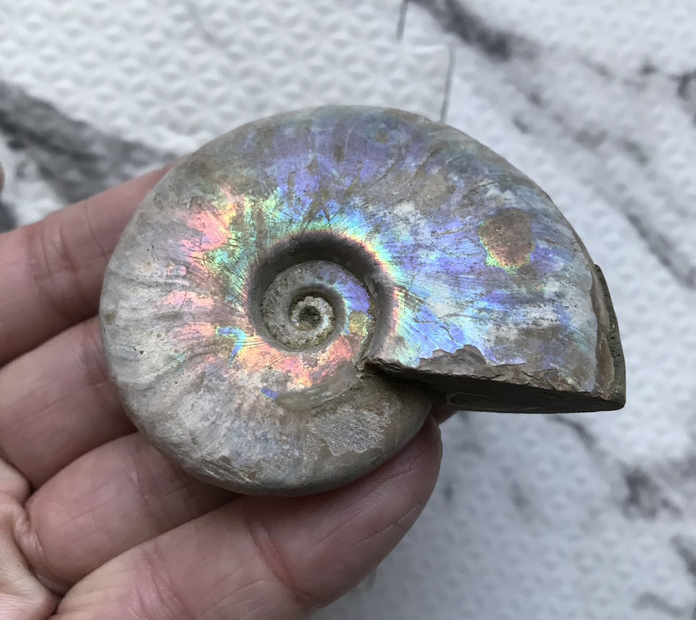 マダガスカル産 遊色虹色アンモナイト青(クレオニセラス)青紫緑発色 中サイズ - 画像 (14)