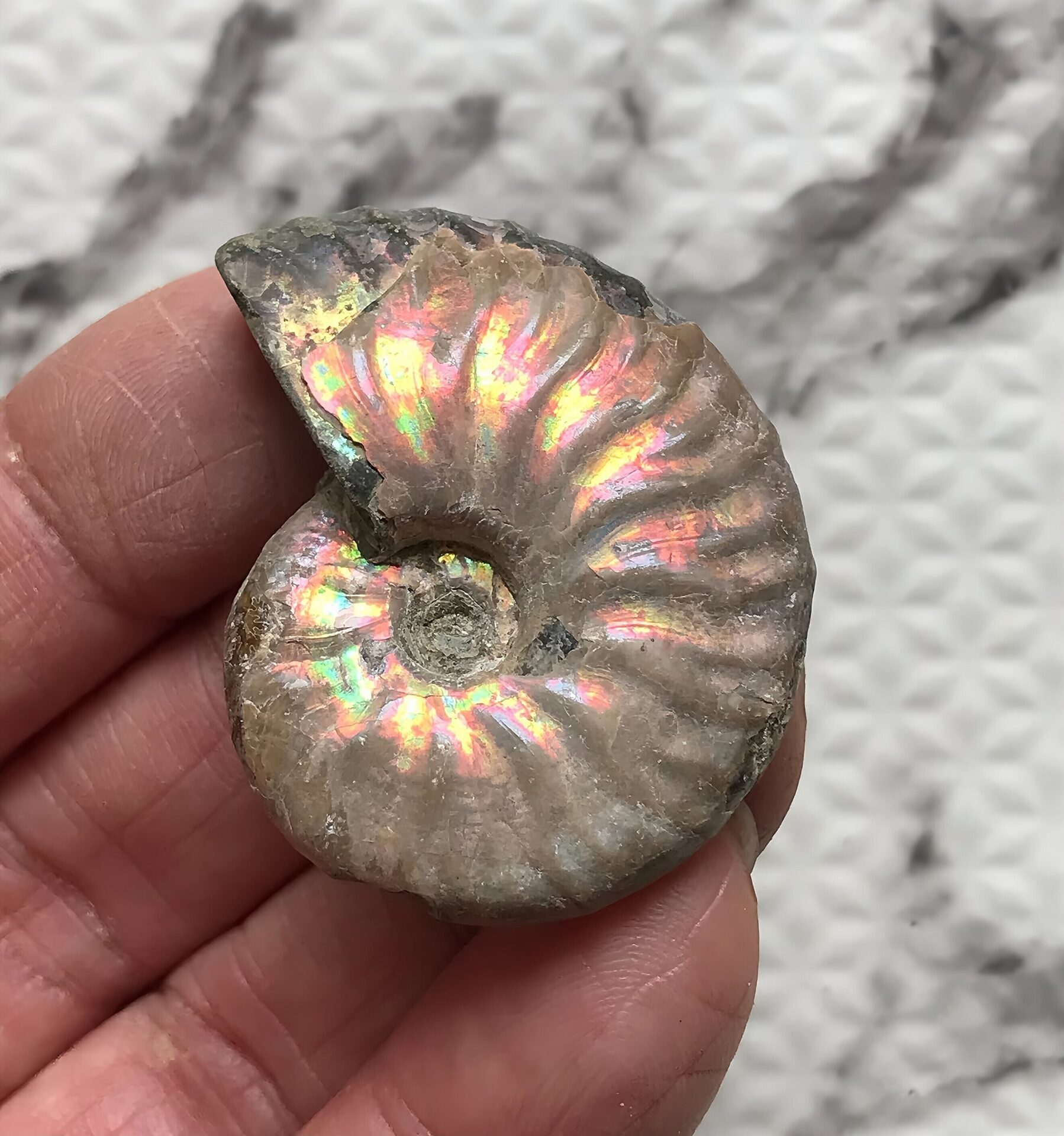 マダガスカル産 アンモナイト化石青(マダガスカリエンス)小サイズ - 画像 (6)