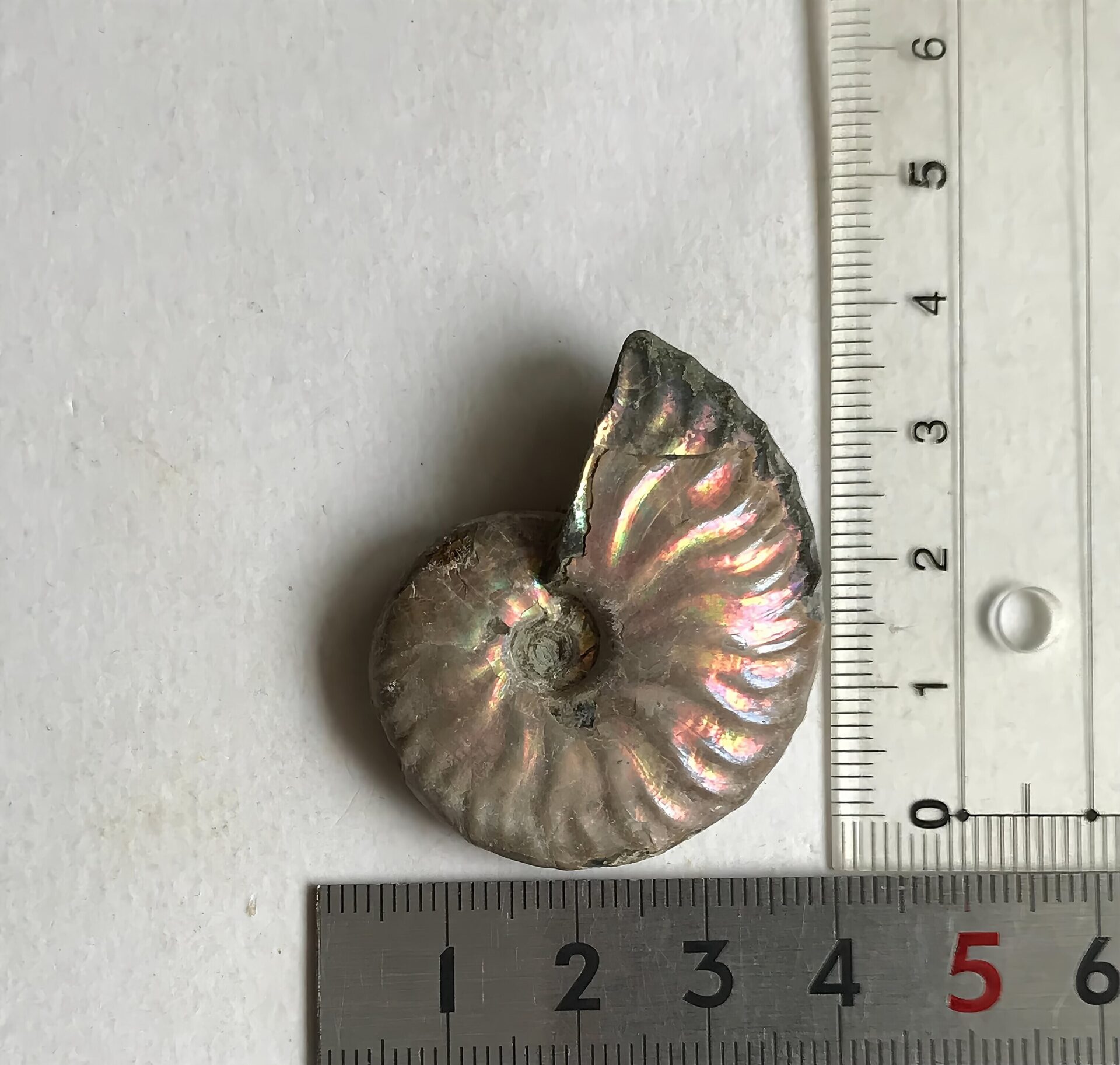 マダガスカル産 アンモナイト化石青(マダガスカリエンス)小サイズ - 画像 (8)