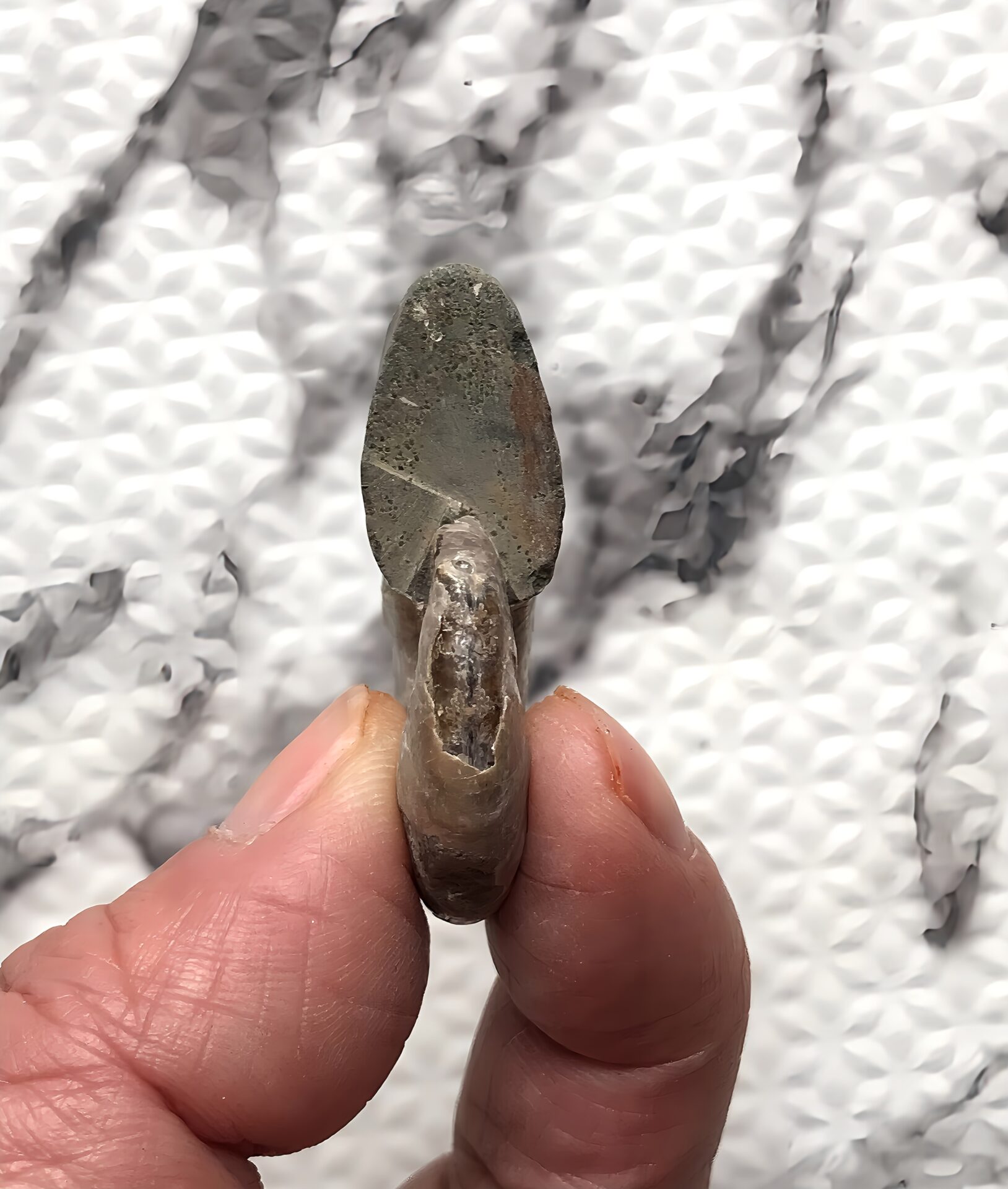 マダガスカル産 アンモナイト化石青(マダガスカリエンス)小サイズ - 画像 (14)