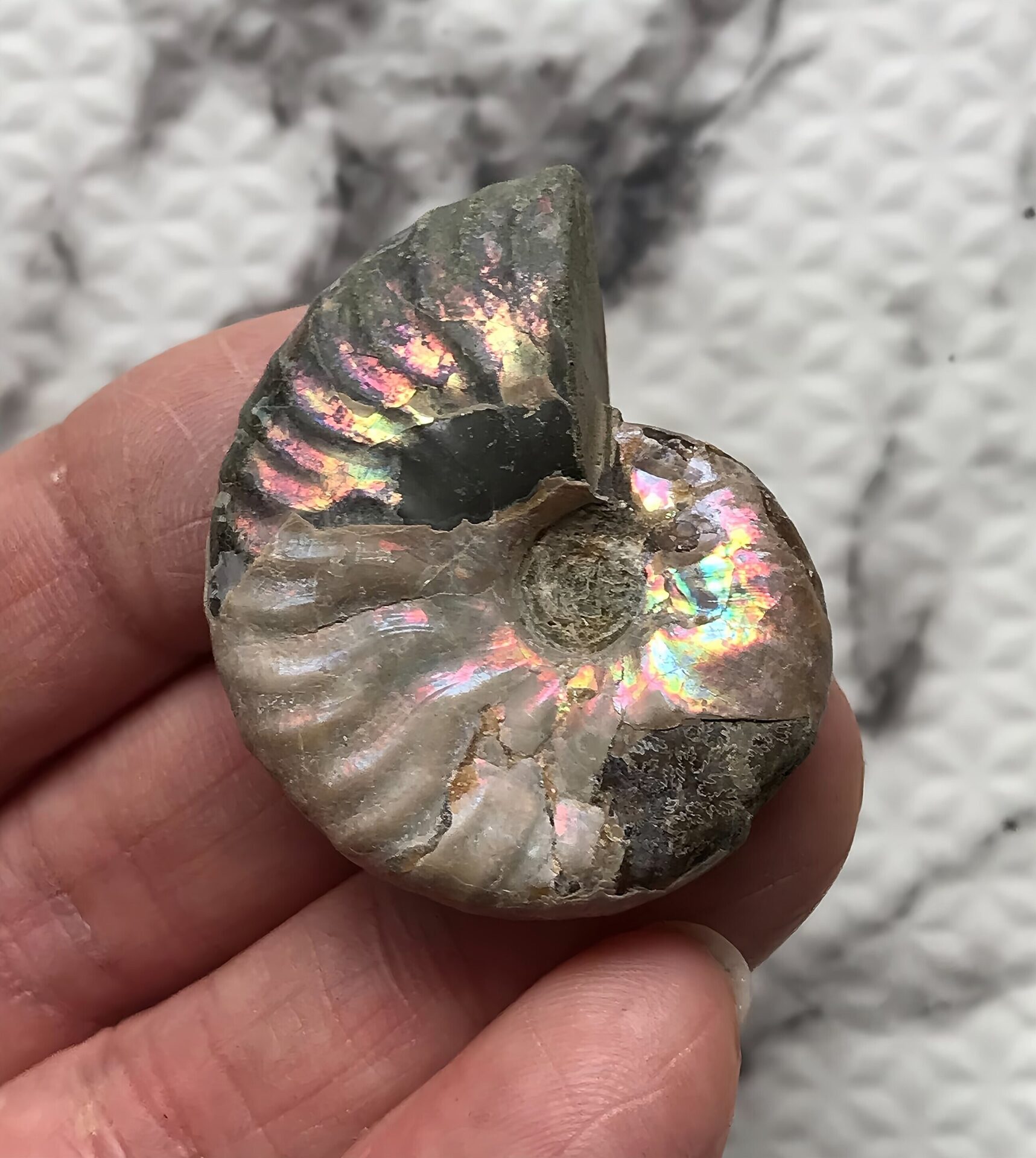 マダガスカル産 アンモナイト化石青(マダガスカリエンス)小サイズ - 画像 (10)